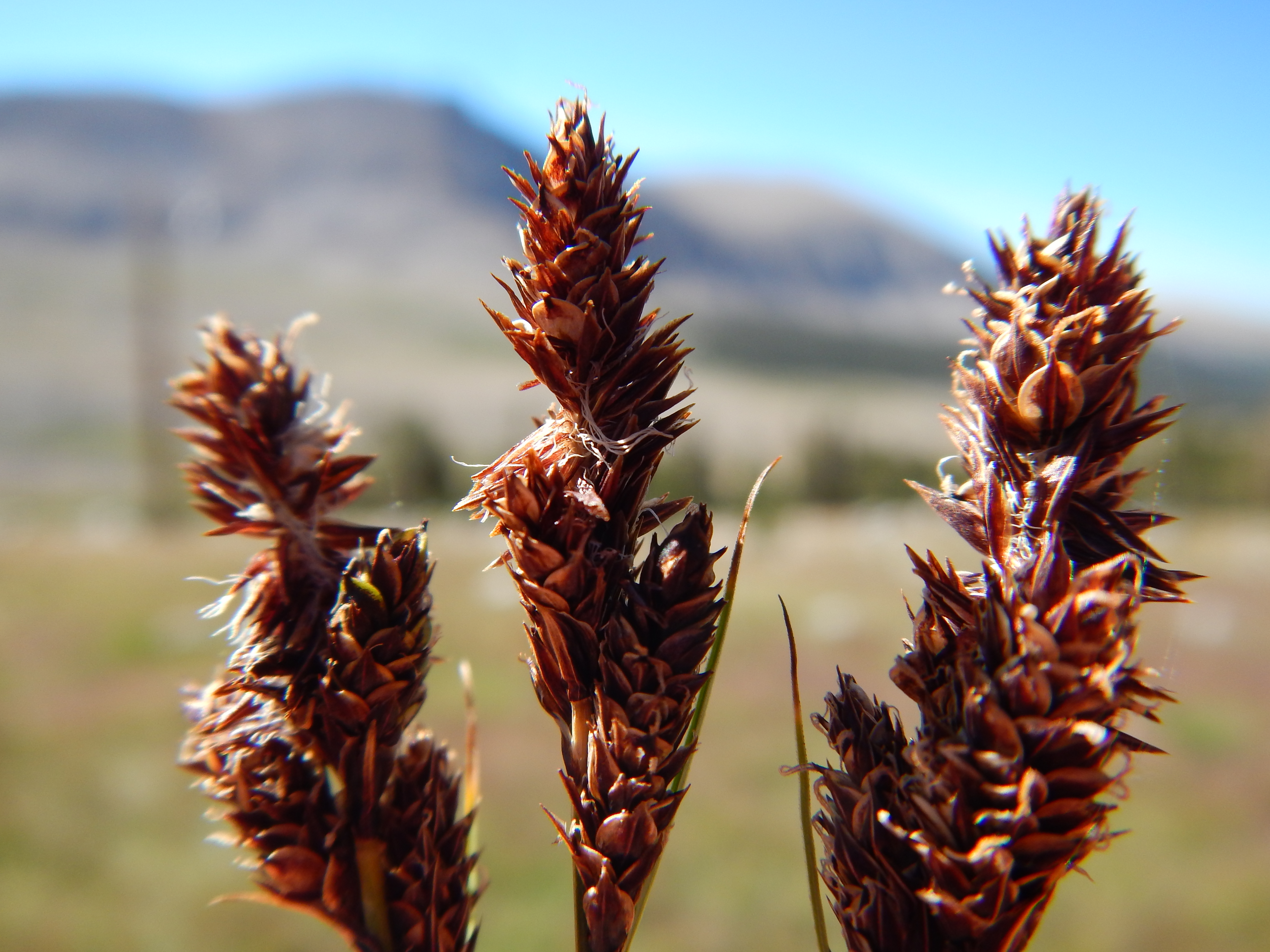 Carex fruit identification view
