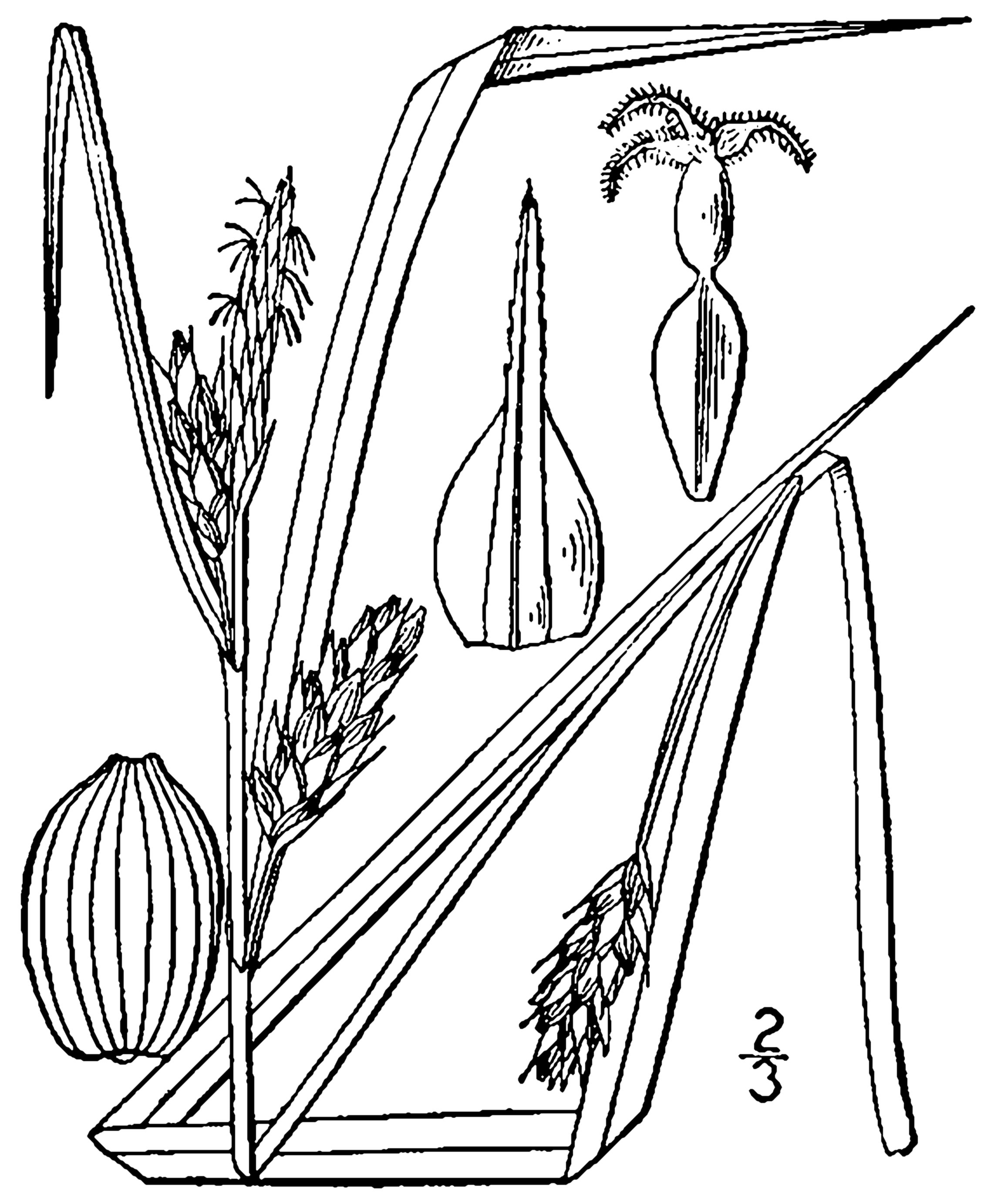 Carex leaf identification view