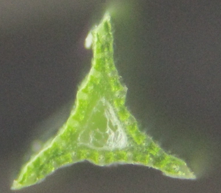 Carex stem identification view