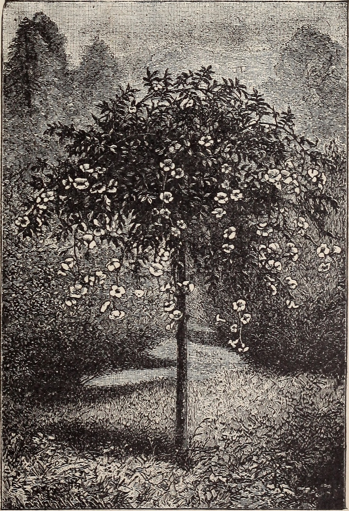 Carlos Muscadine Grape flower identification view