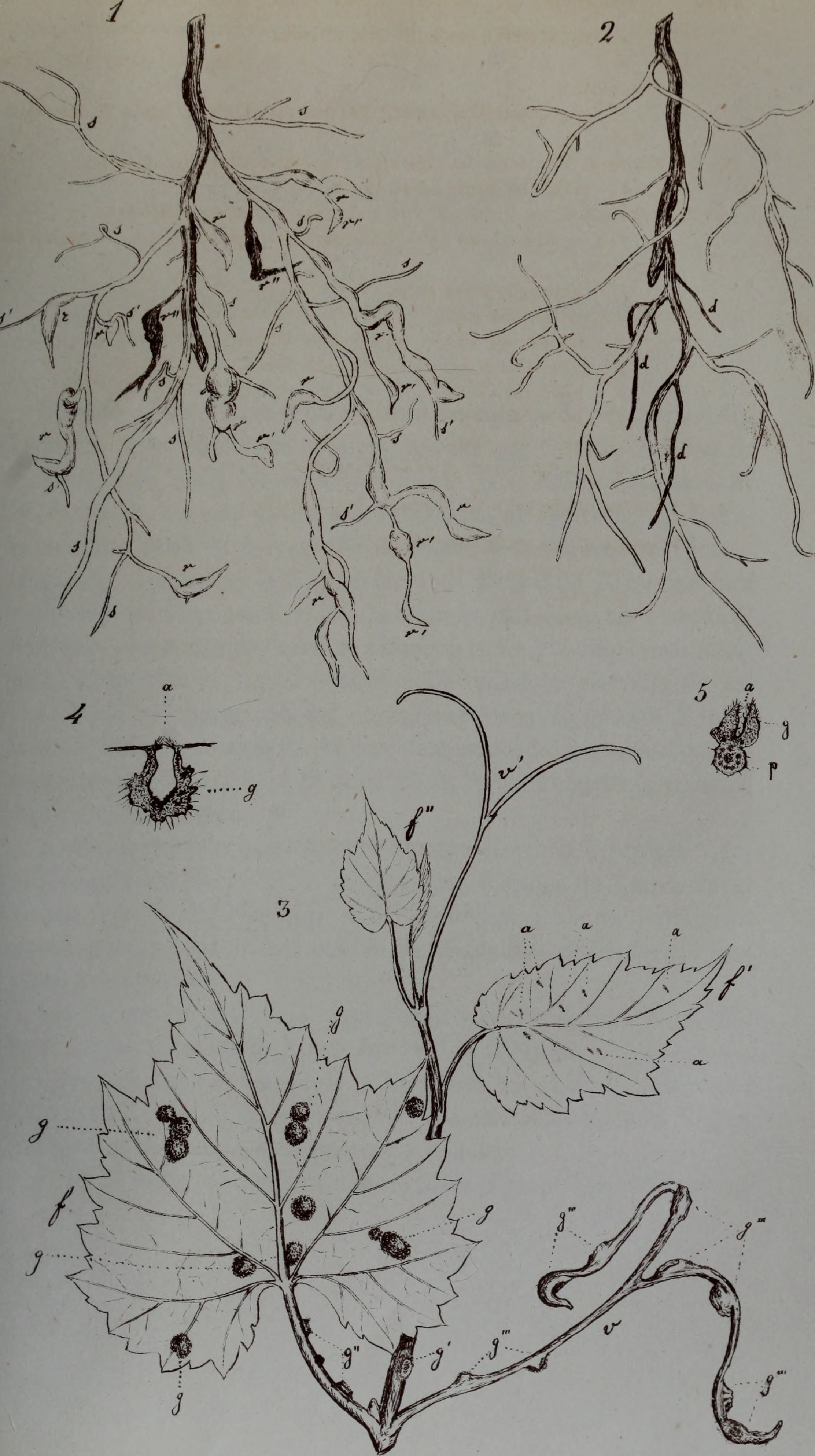 Carlos Muscadine Grape leaf identification view