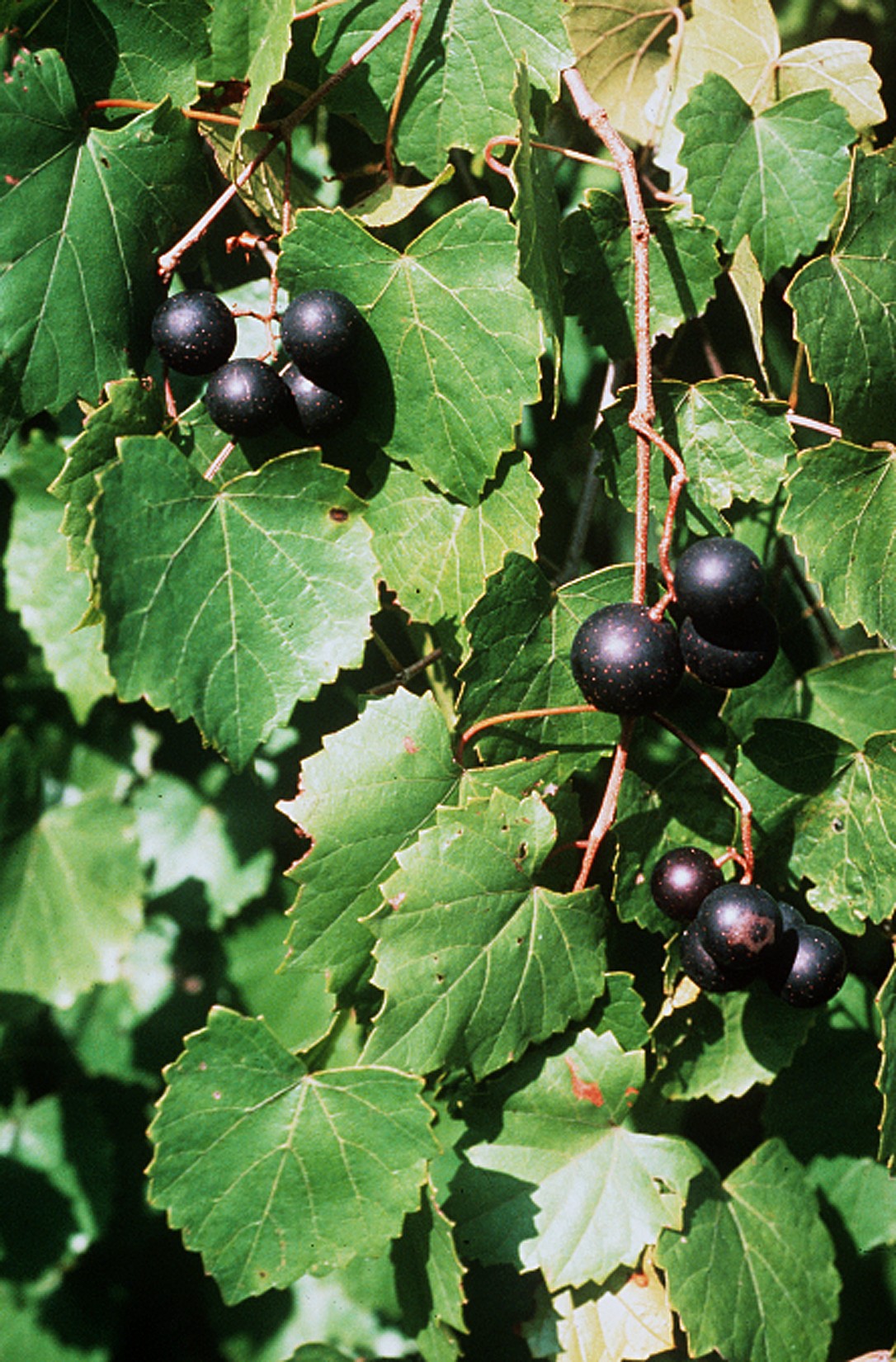 Carlos Muscadine Grape plant identification view