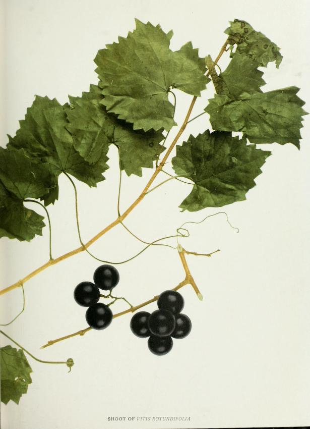 Carlos Muscadine Grape stem identification view