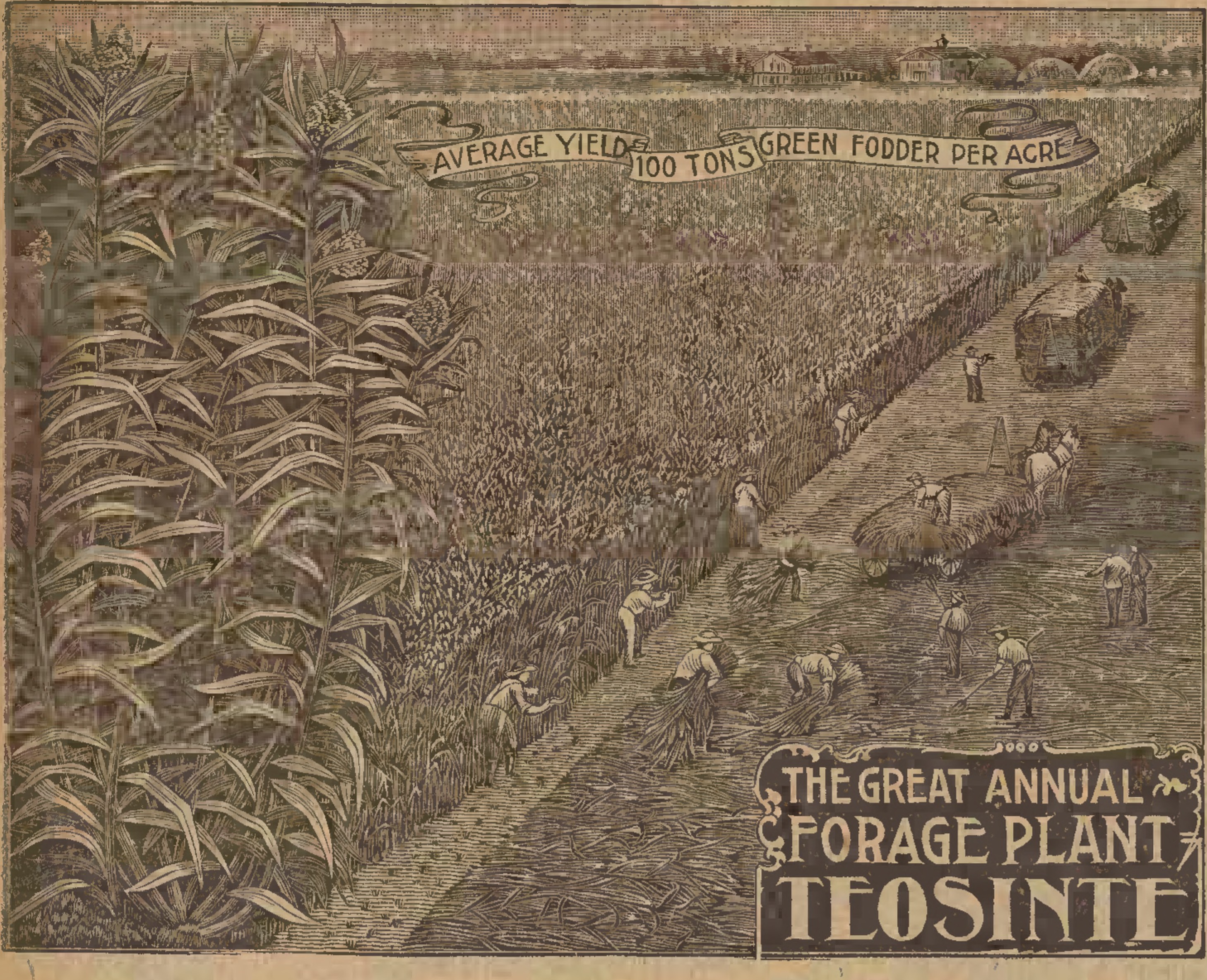 Carolina vetch flower identification view