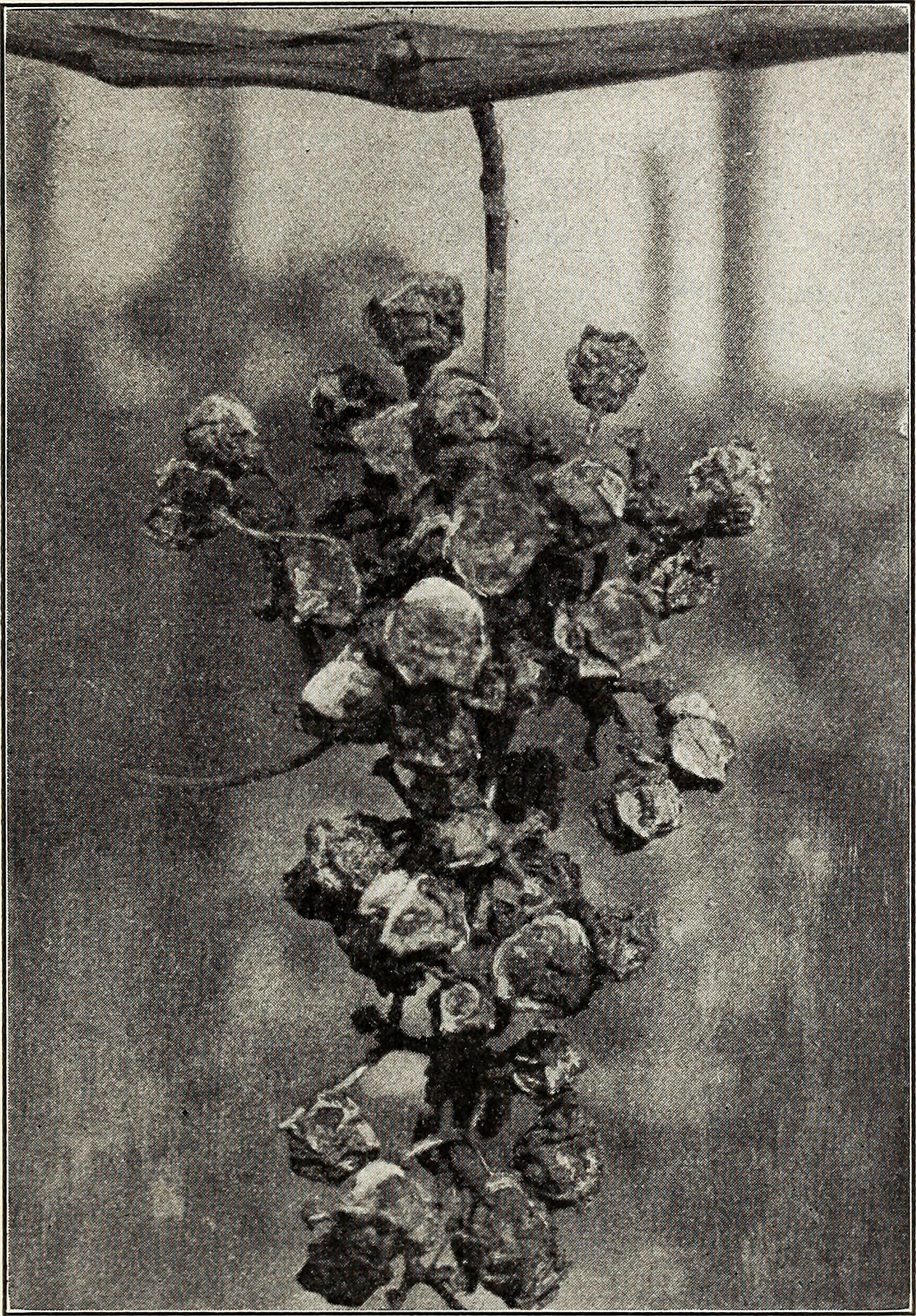 Carolina vetch fruit identification view