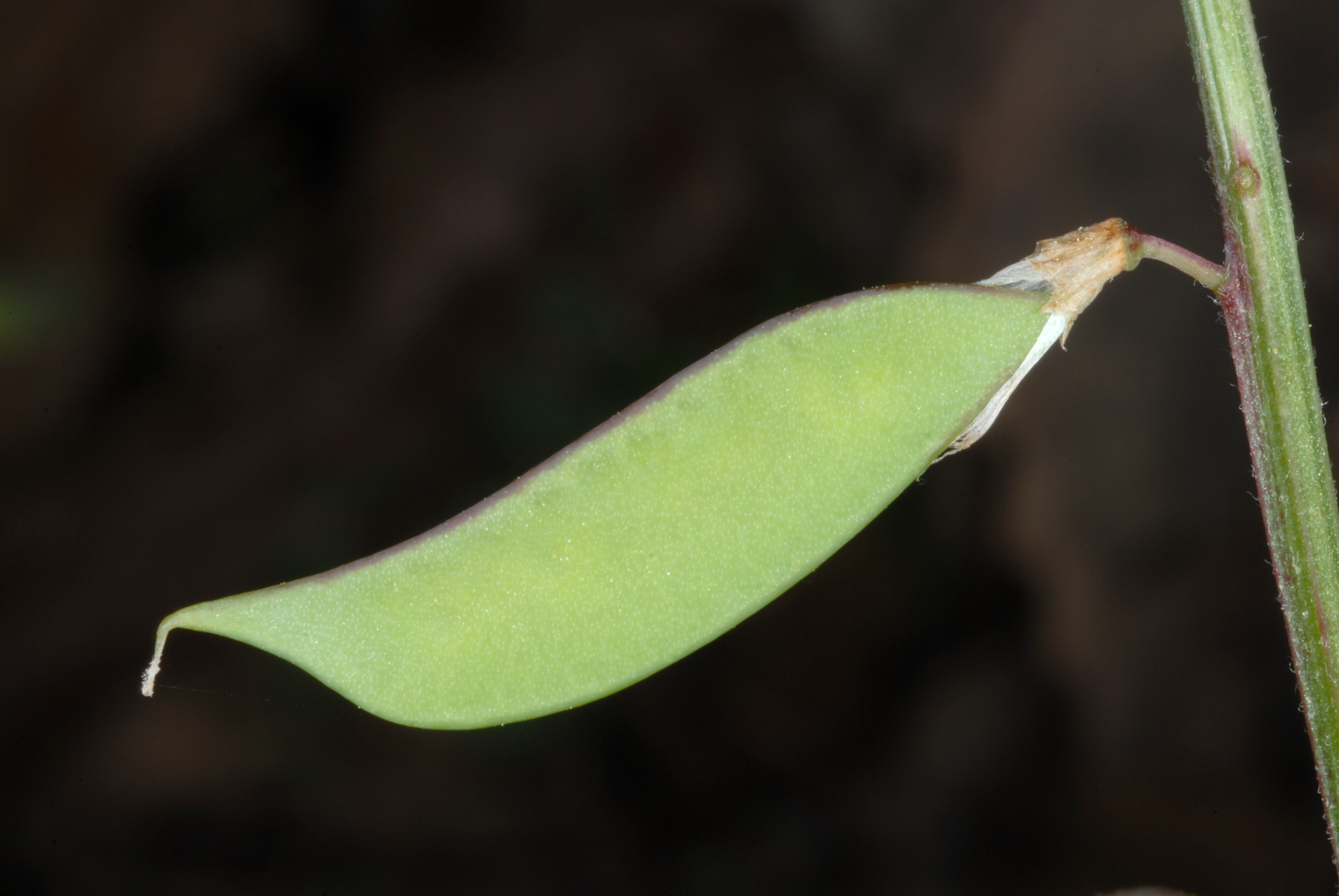 Carolina vetch leaf identification view