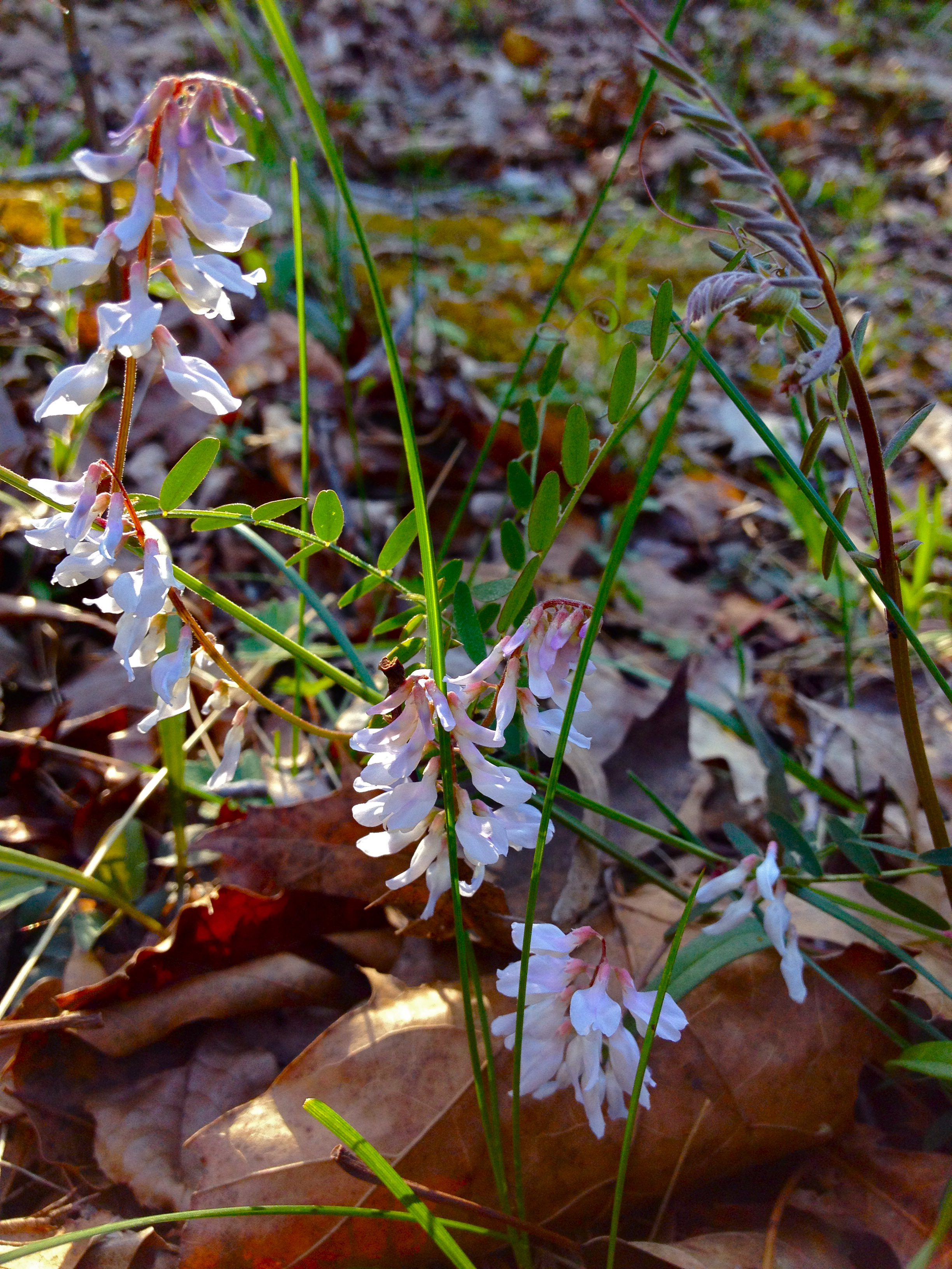 Carolina vetch plant identification view