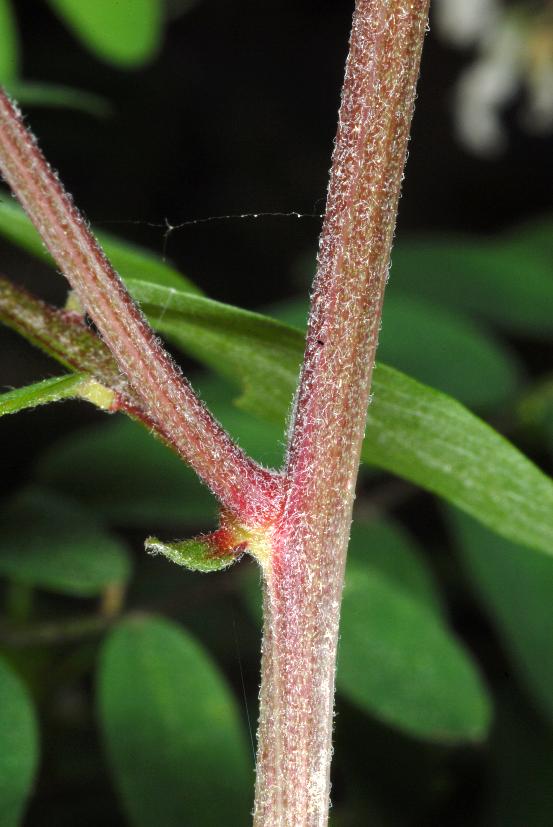 Carolina vetch stem identification view