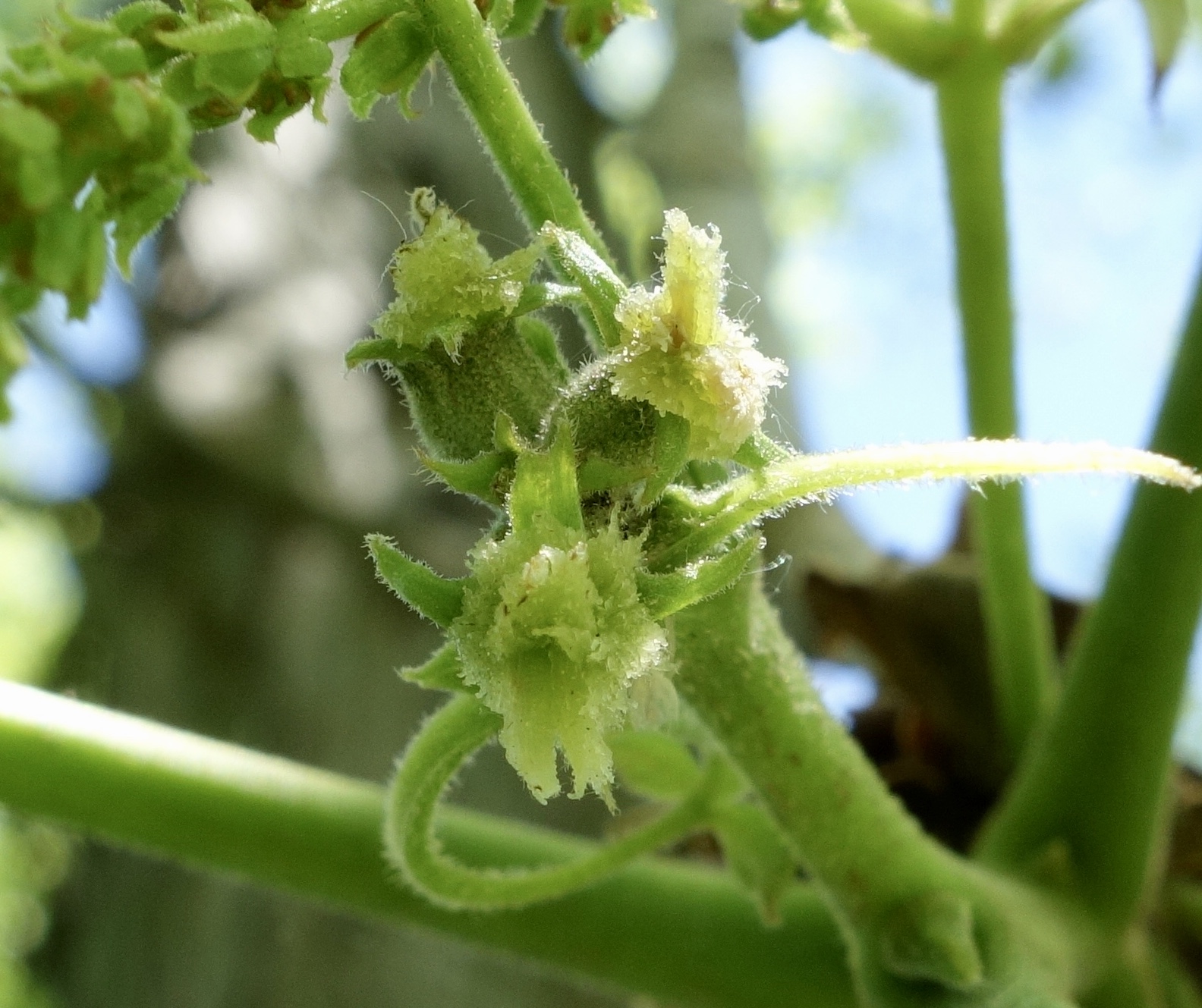 Carya flower identification view