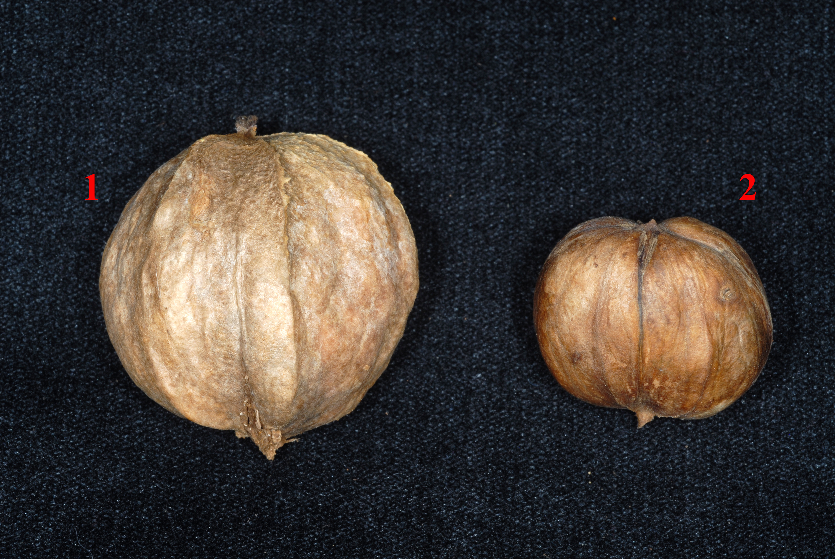 Carya fruit identification view