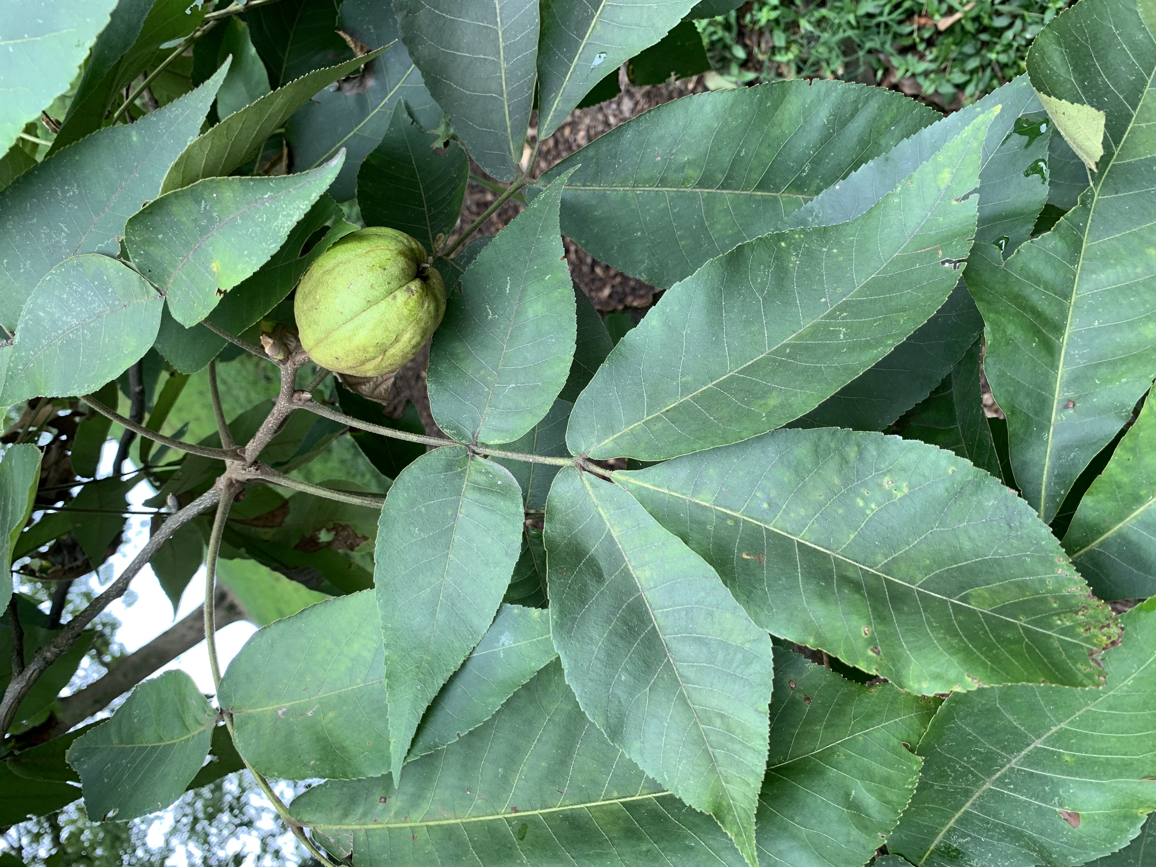 Carya leaf identification view
