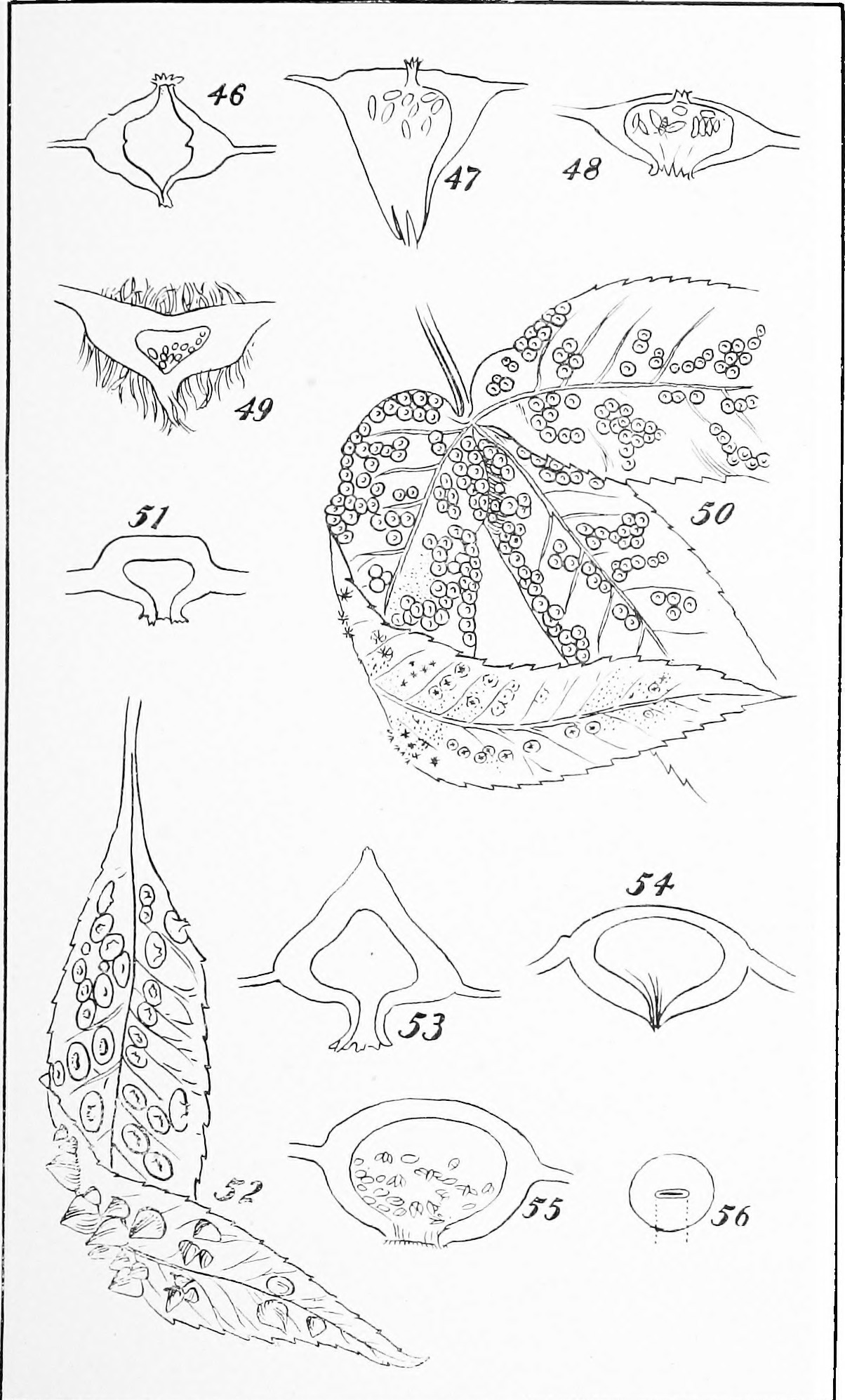 Carya stem identification view