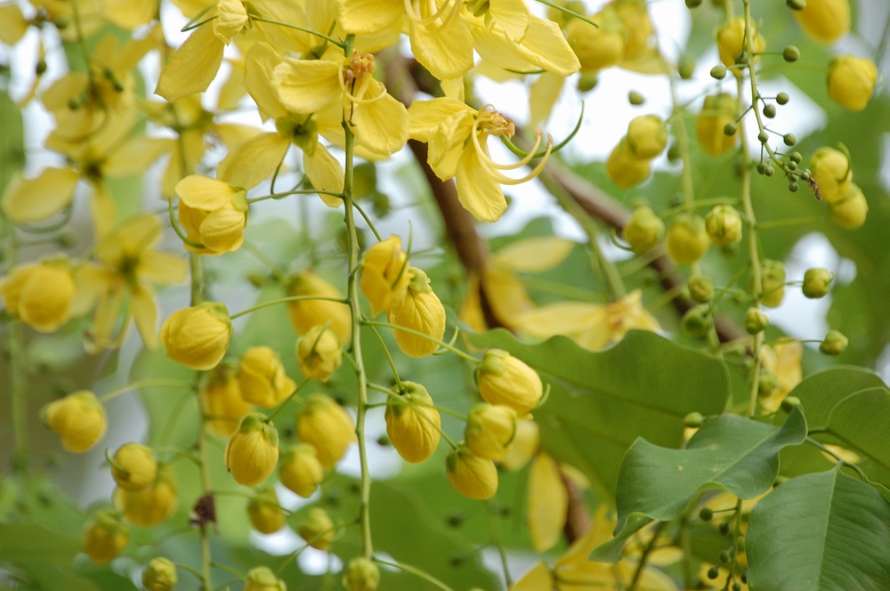 Cassia Essential Oil flower identification view
