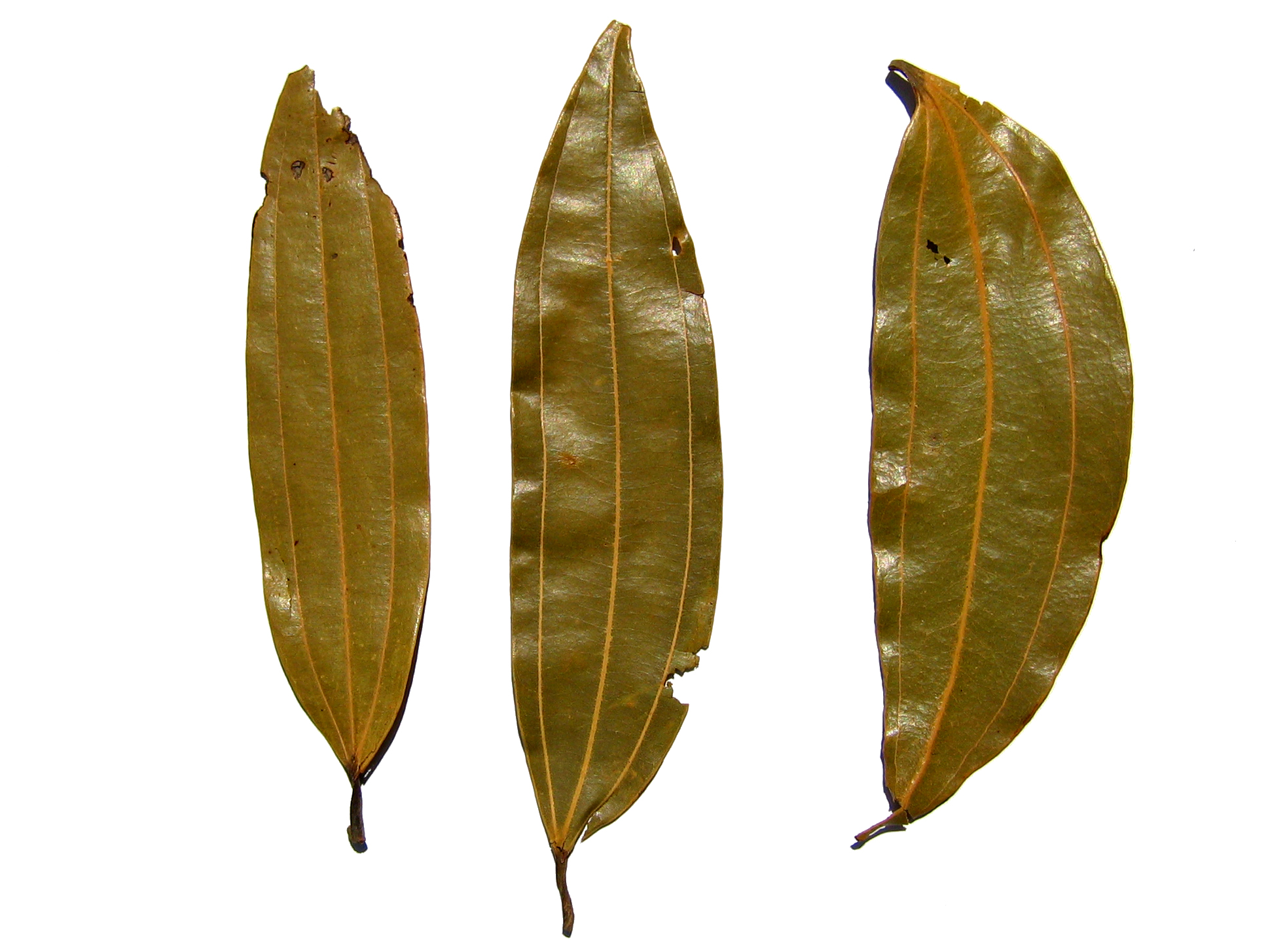 Cassia Essential Oil leaf identification view