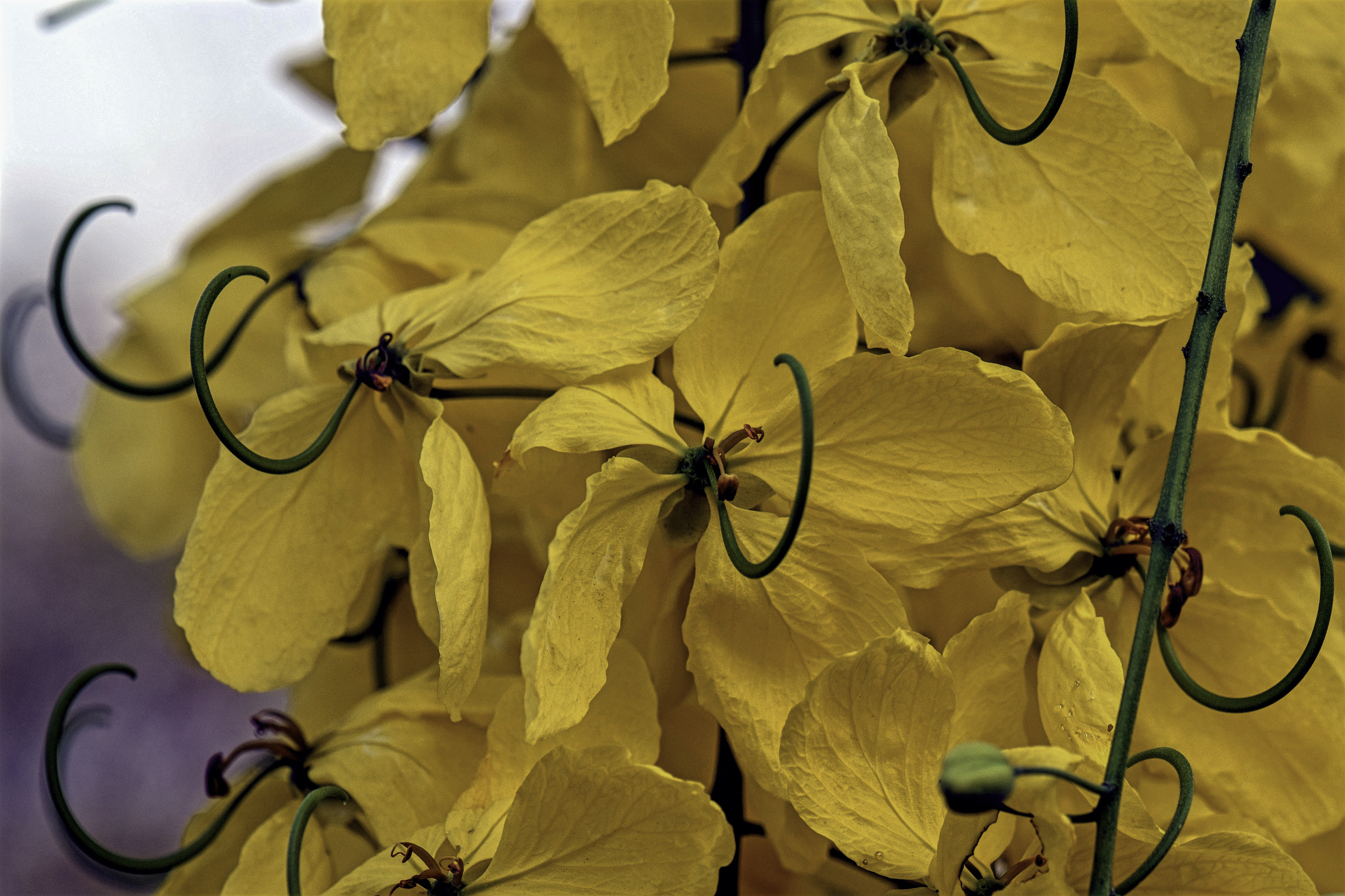 Cassia Essential Oil plant identification view