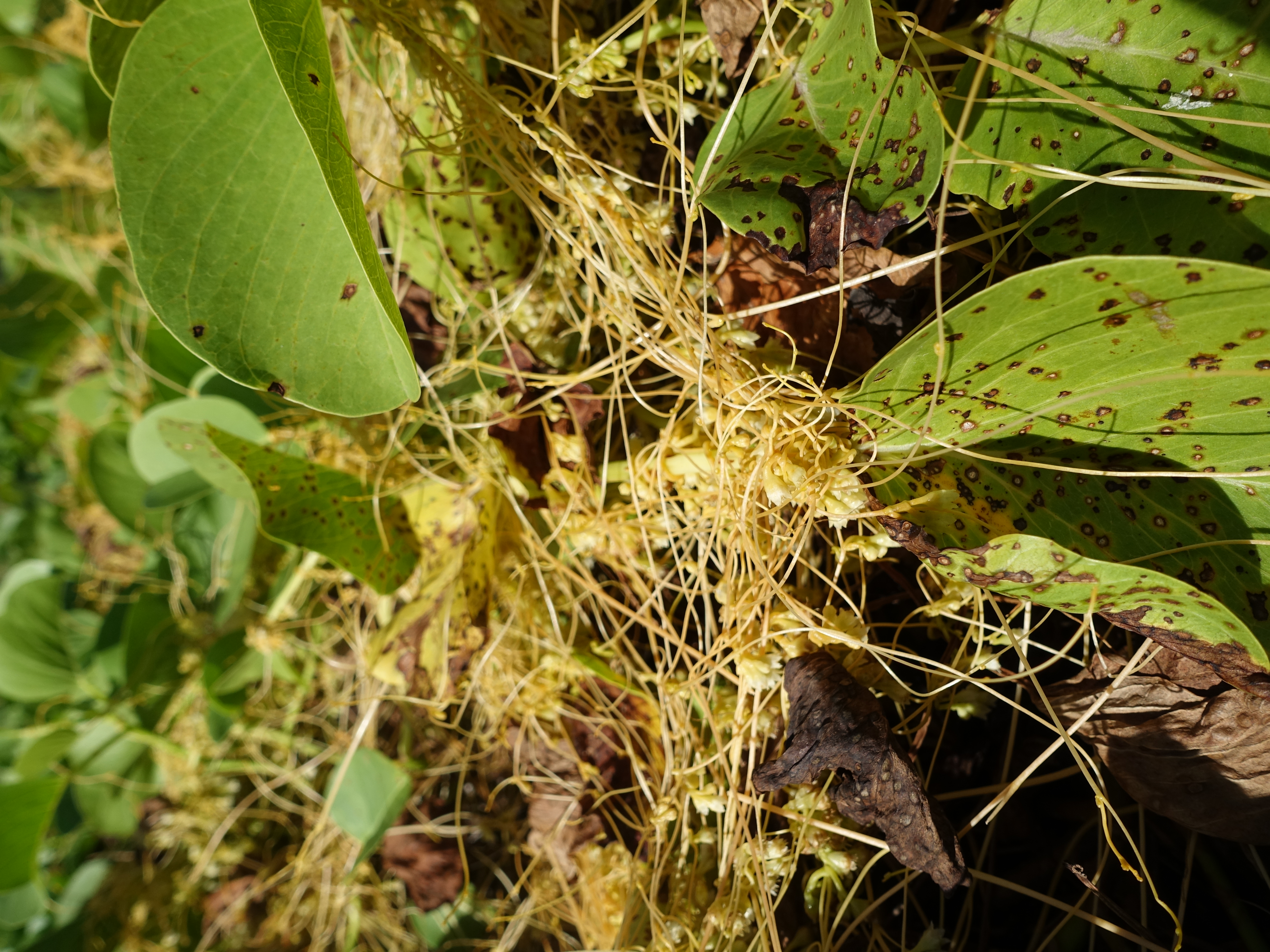 Cassytha leaf identification view