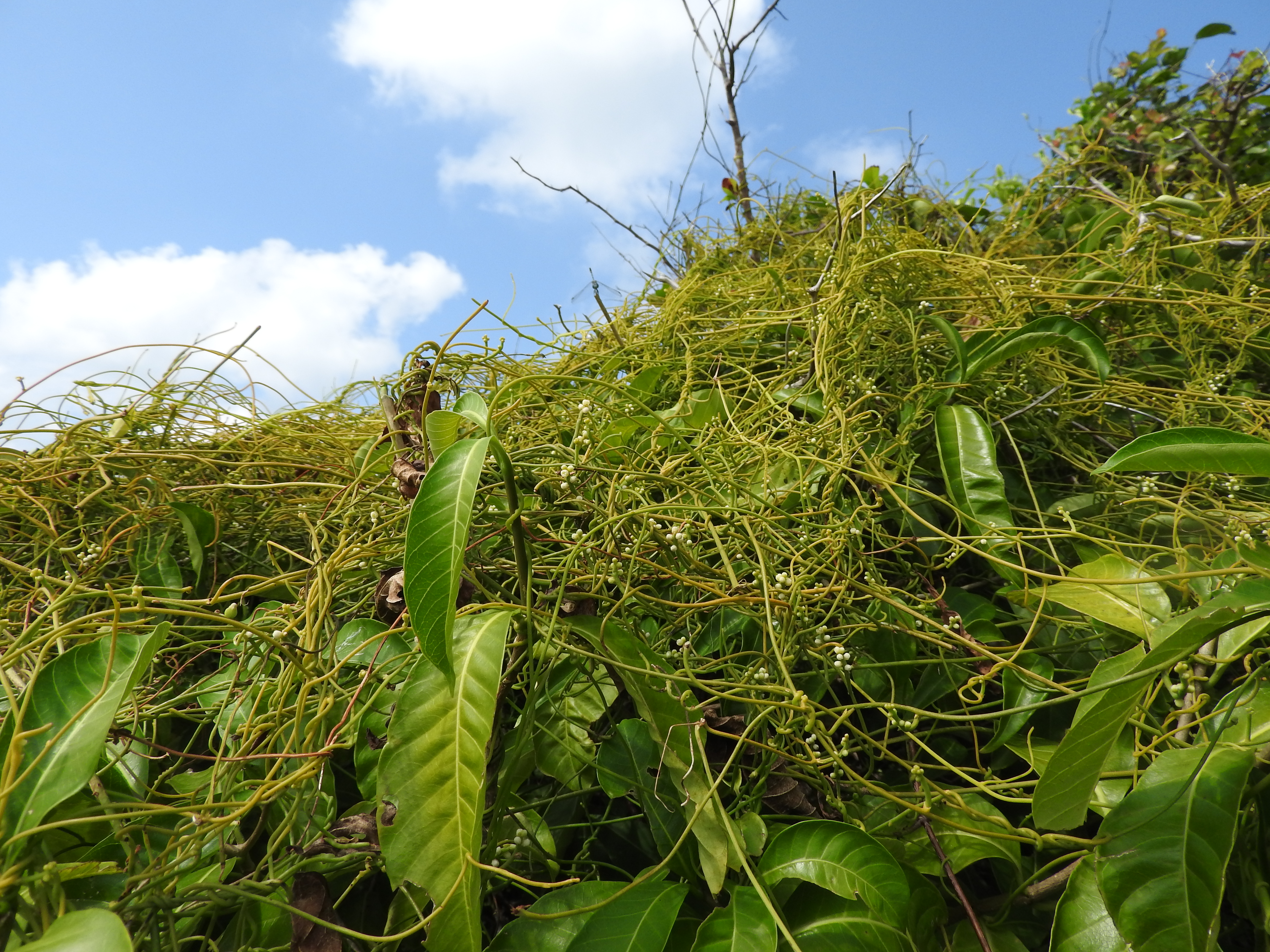 Cassytha stem identification view