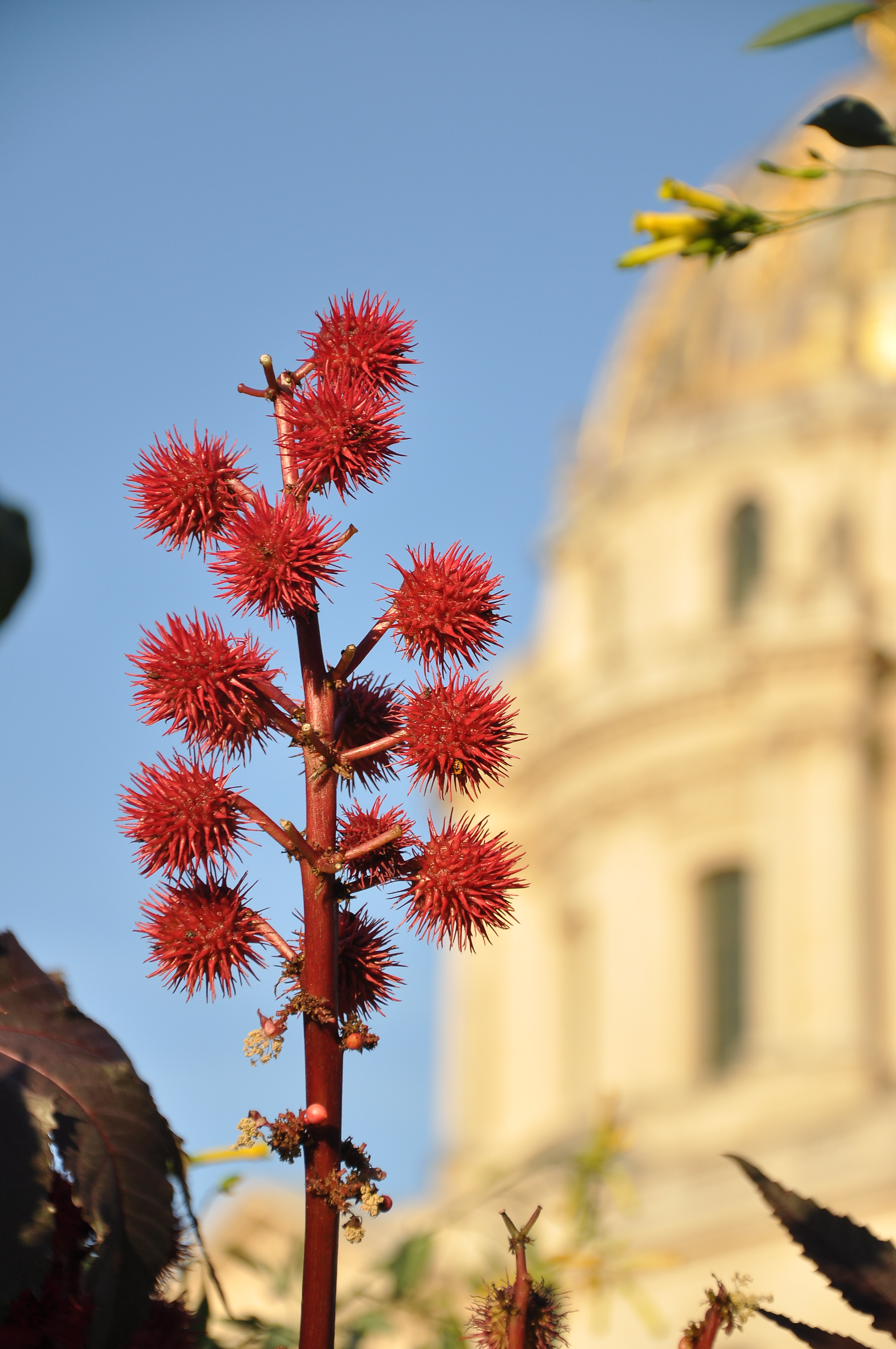 Castor Bean flower identification view