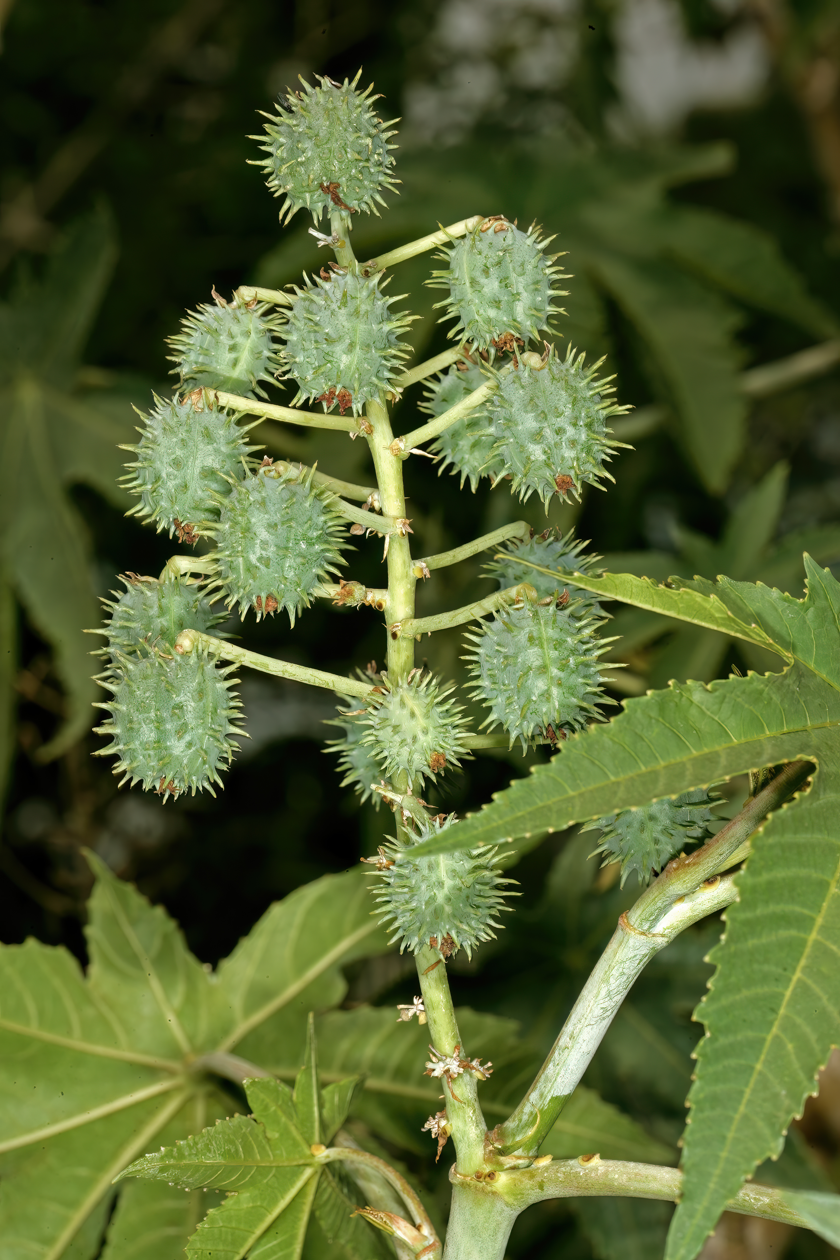 Castor Bean fruit identification view