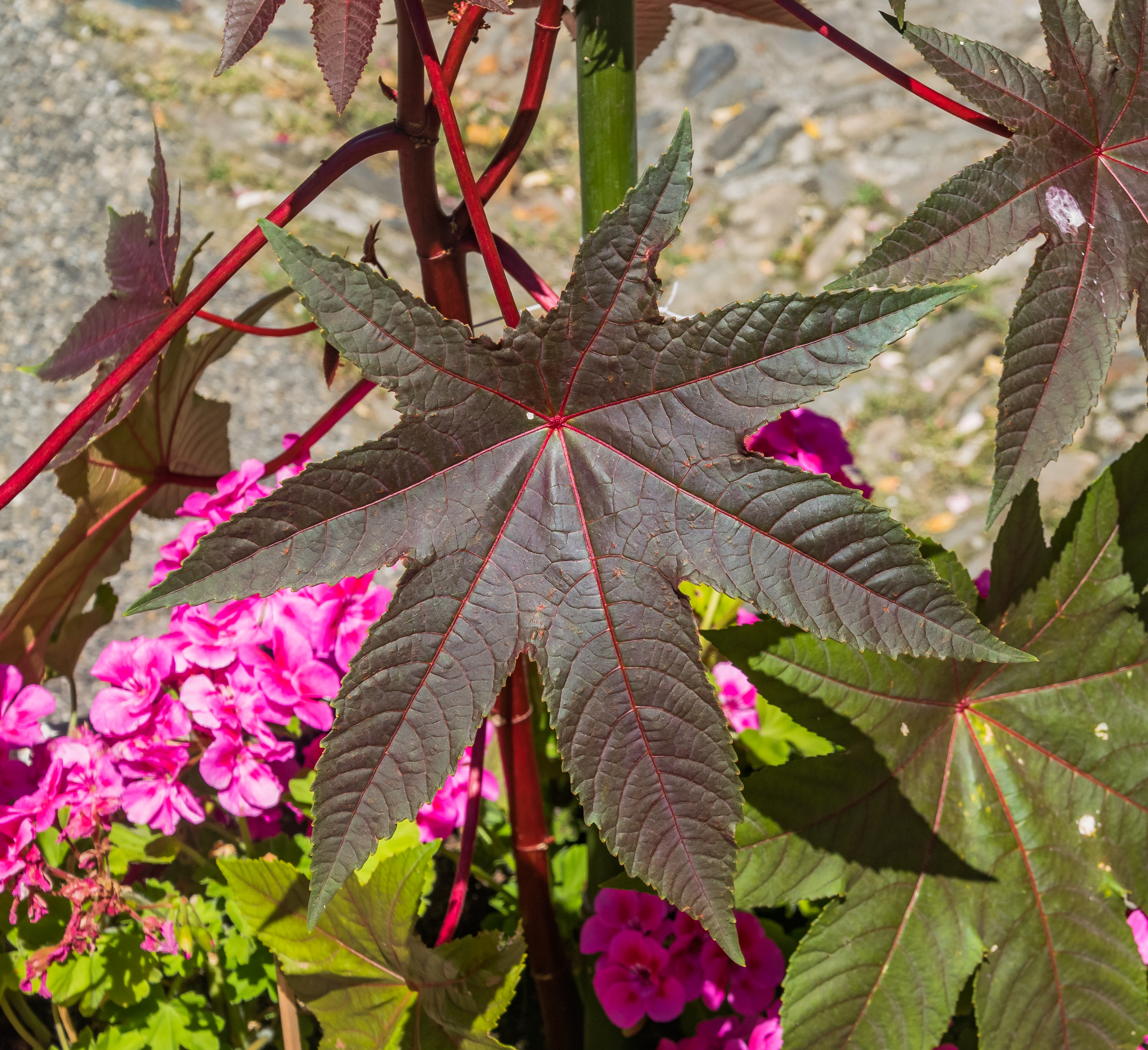 Castor Bean leaf identification view