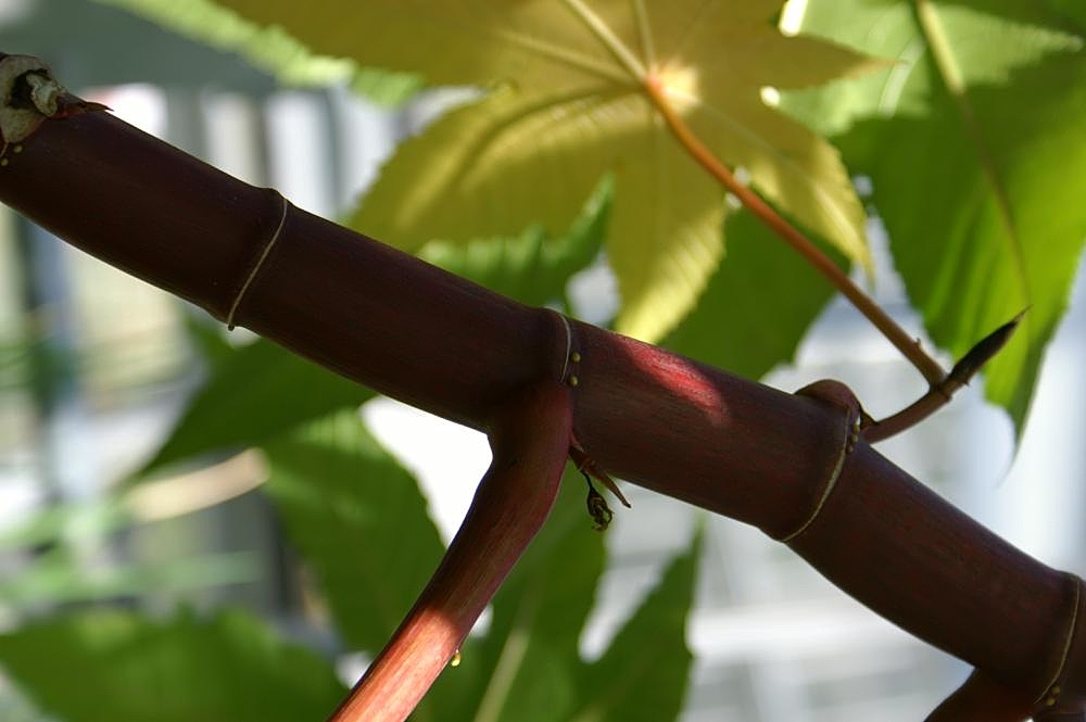 Castor Bean stem identification view