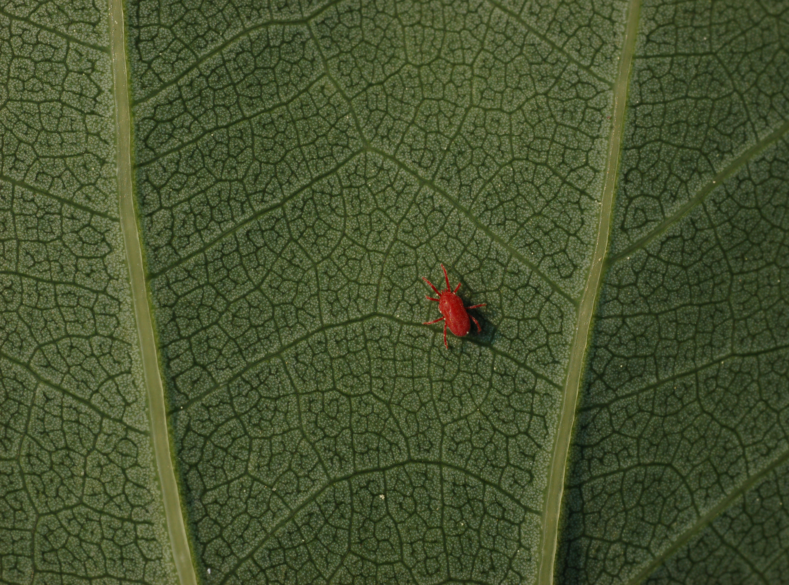Prickly Pear Cactus leaf identification view