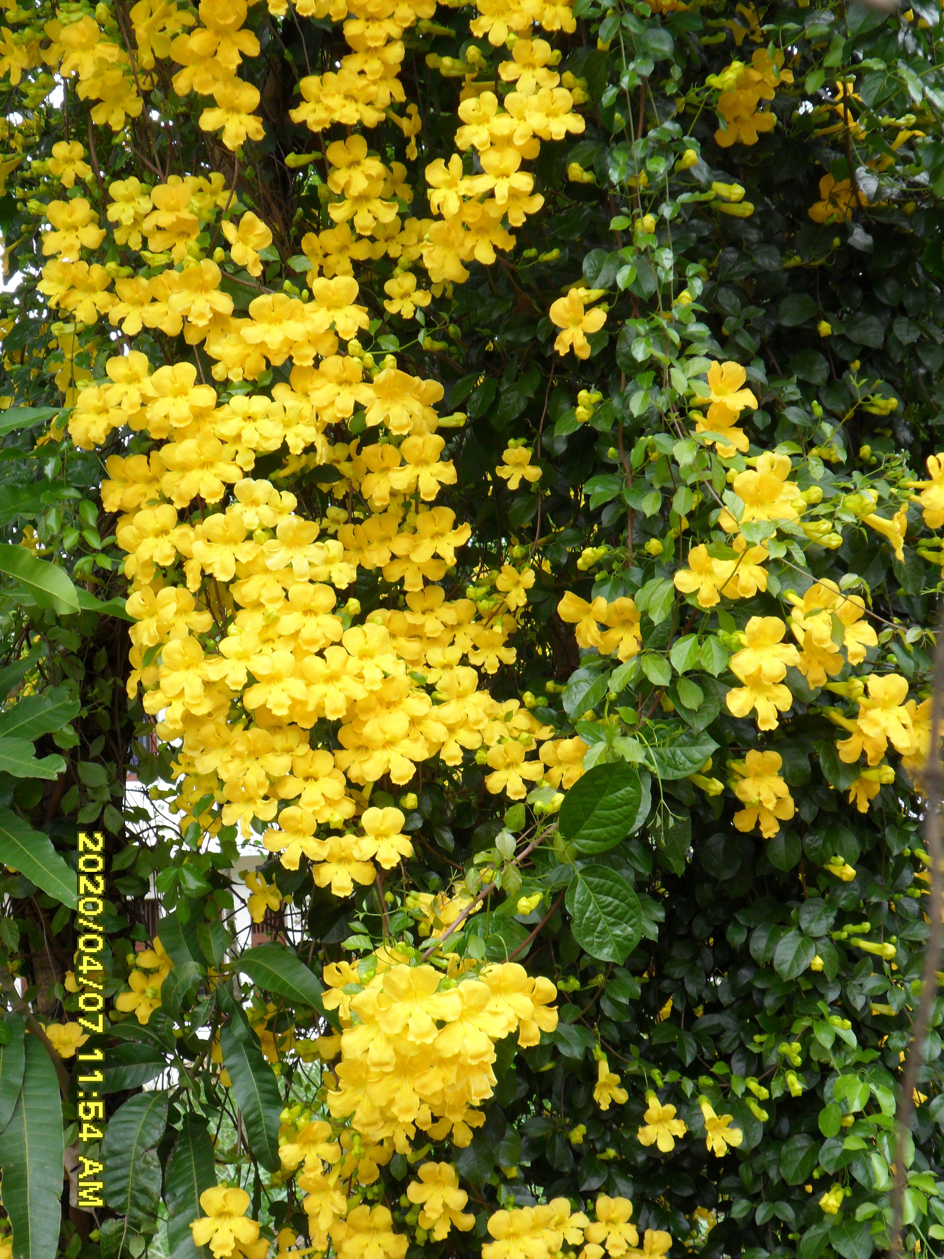 Cat's claw flower identification view