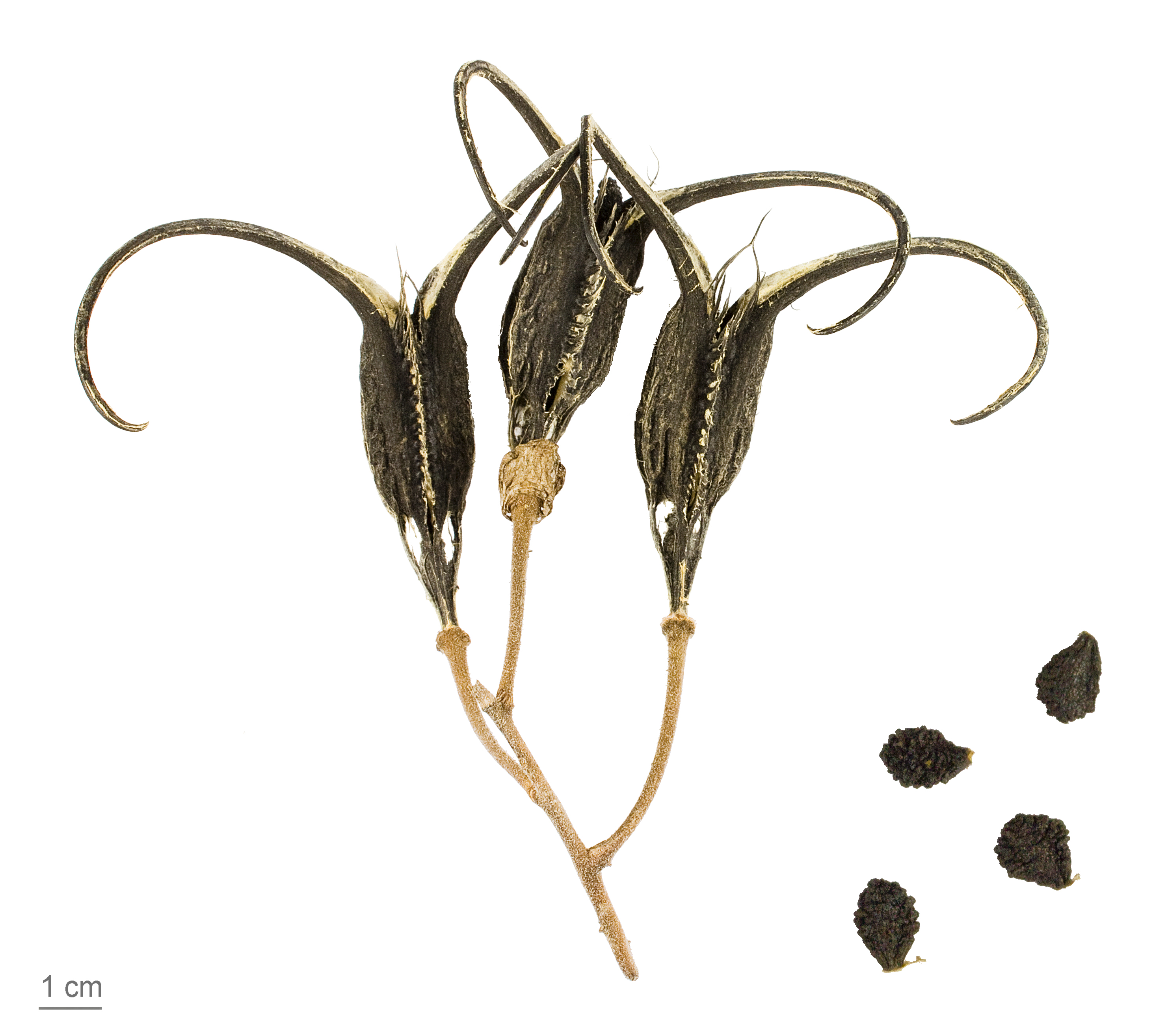 Cat's claw fruit identification view