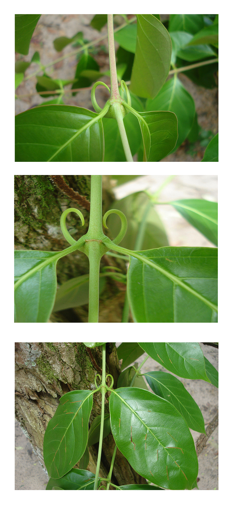 Cat's claw plant identification view