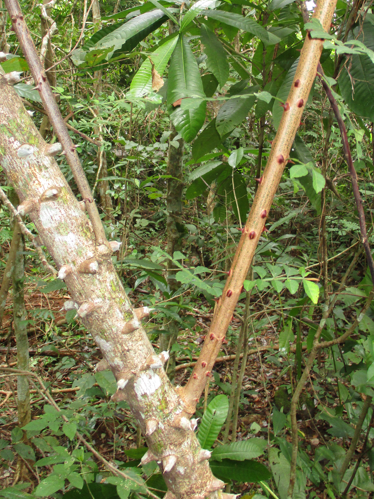 Cat's claw stem identification view