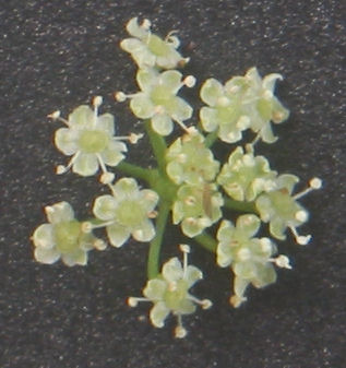 Celery flower identification view