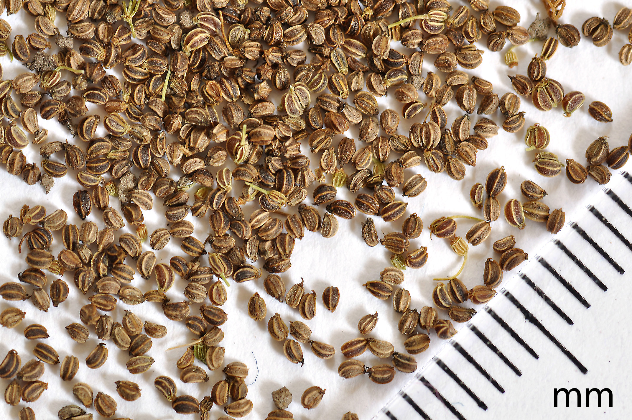 Celery fruit identification view