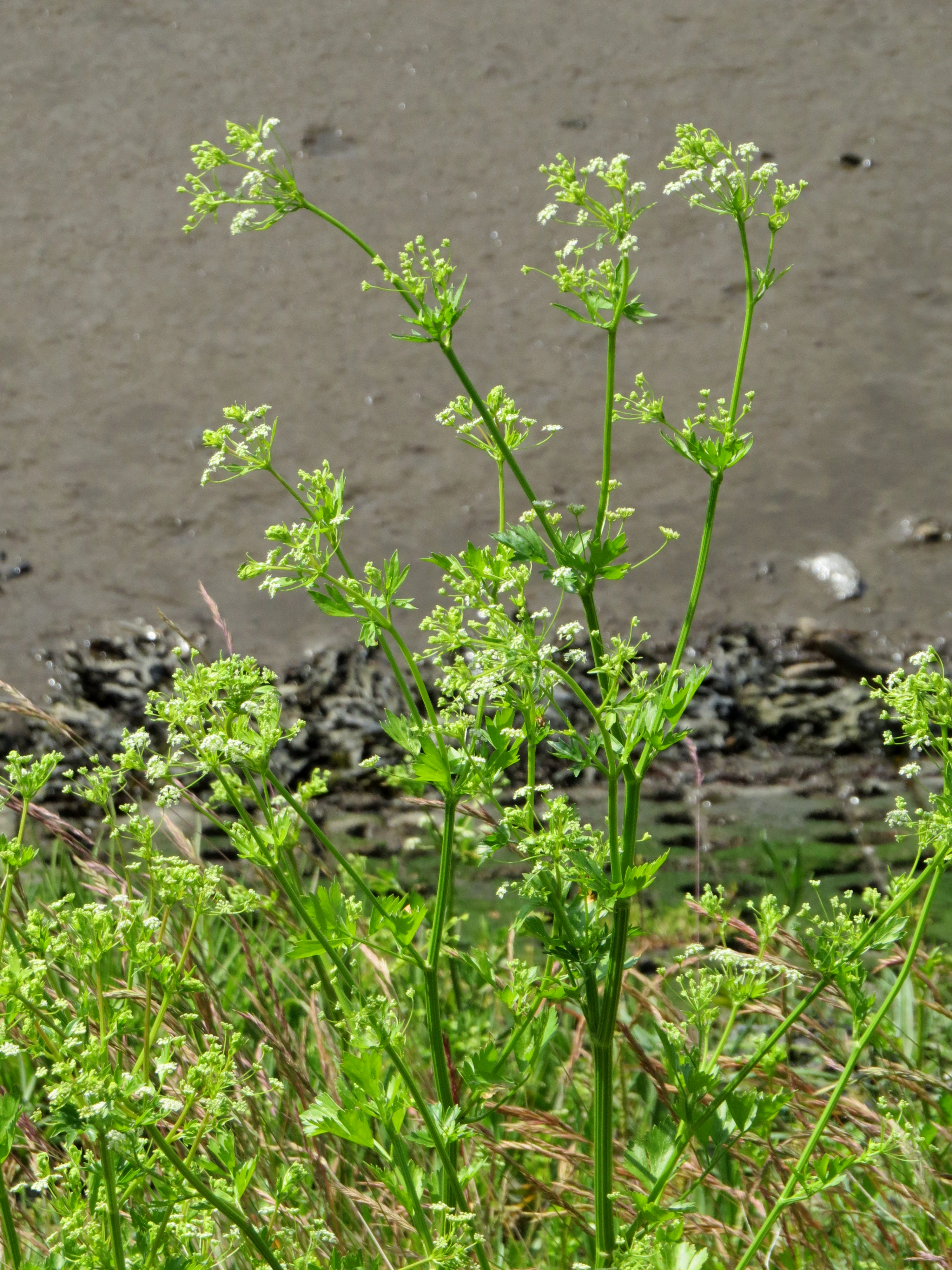 Celery plant identification view