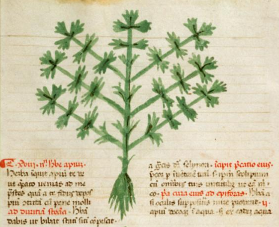 Celery stem identification view