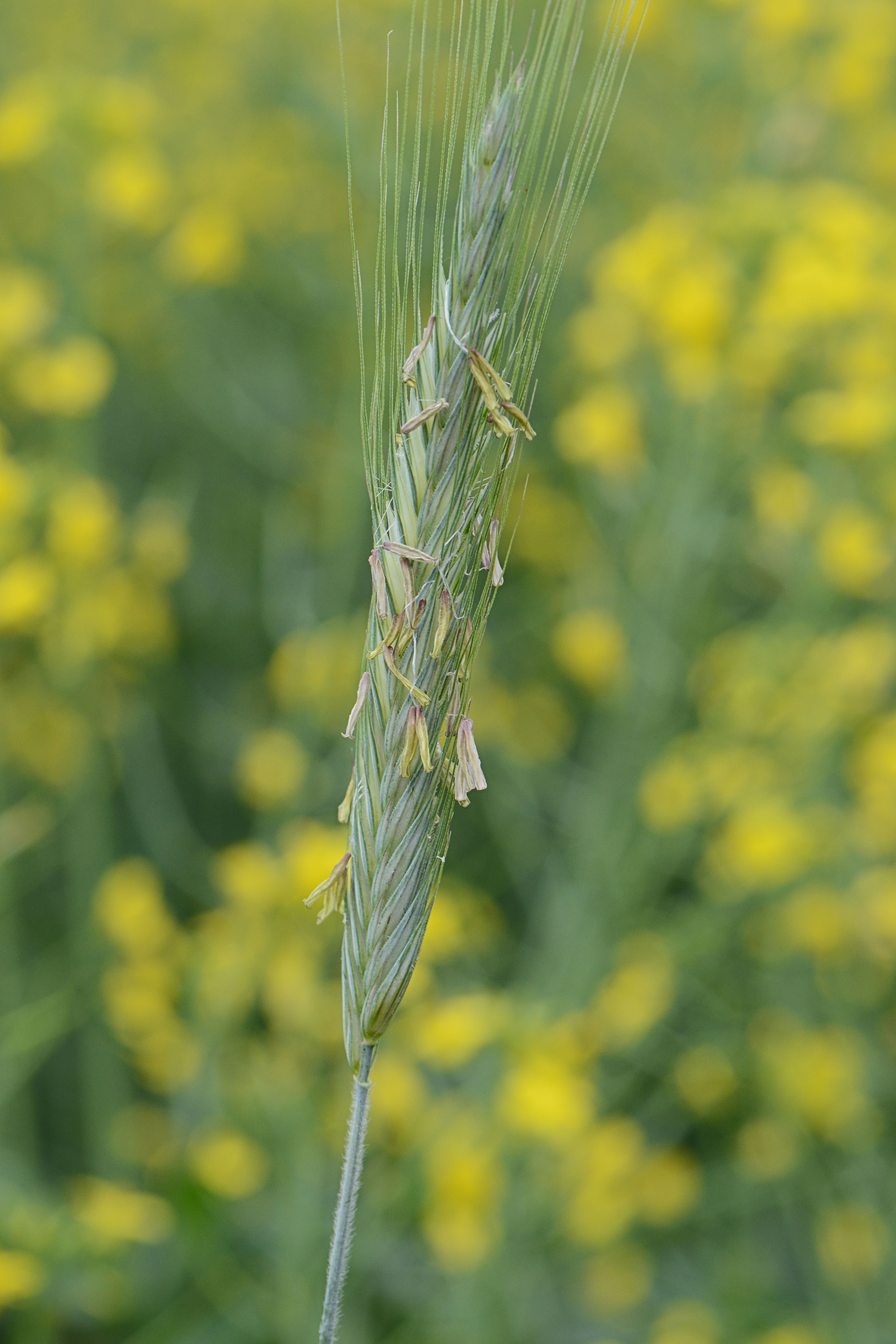 Cereal Rye flower identification view