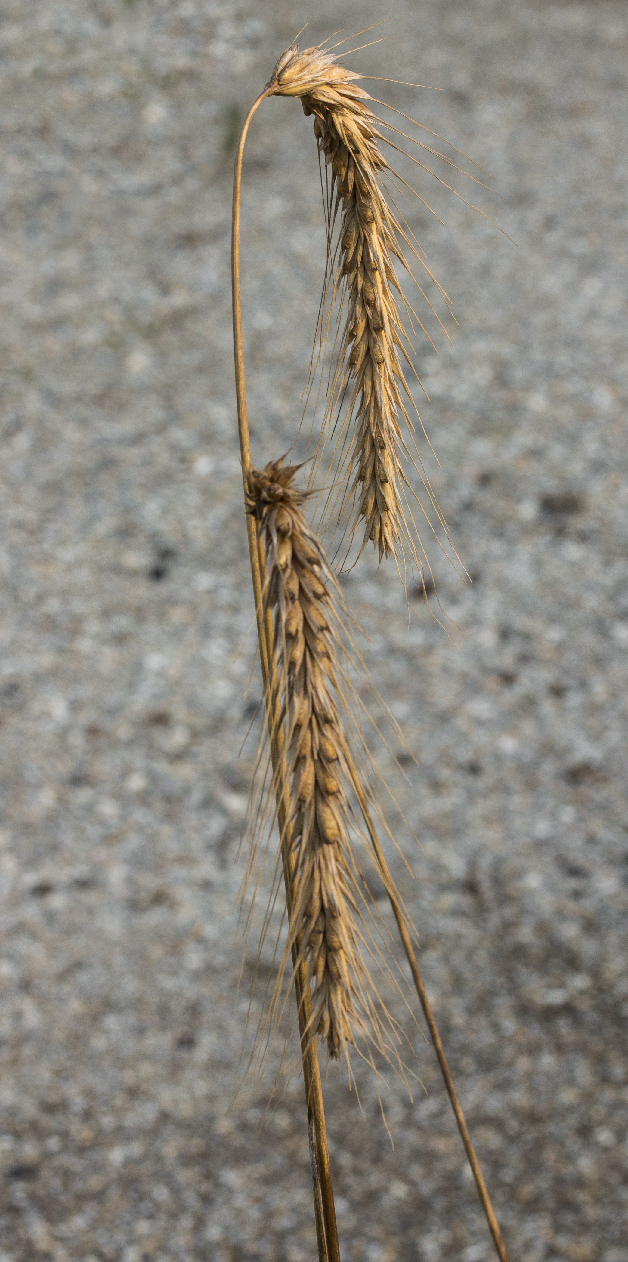 Cereal Rye fruit identification view