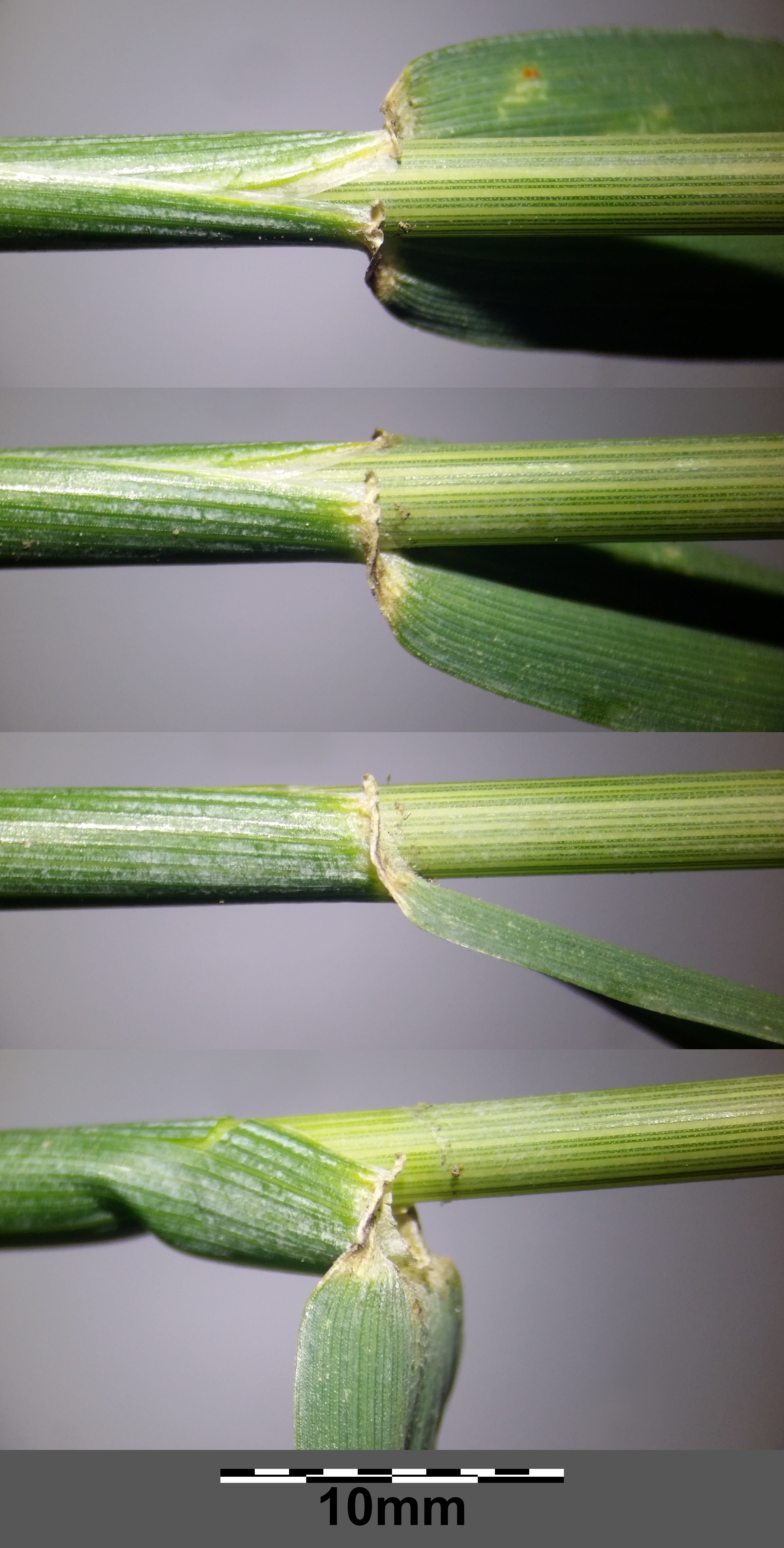 Cereal Rye leaf identification view