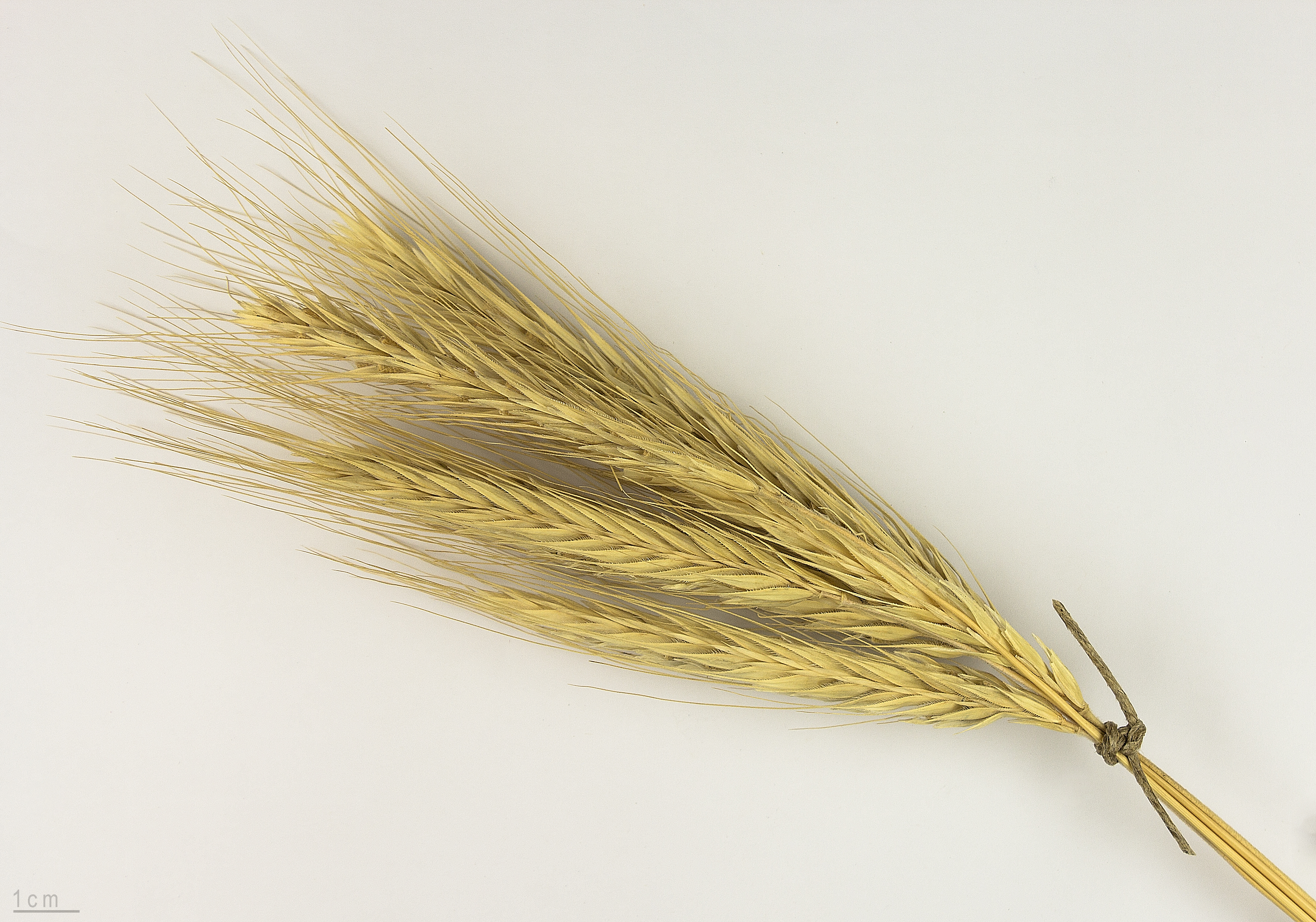 Cereal Rye plant identification view