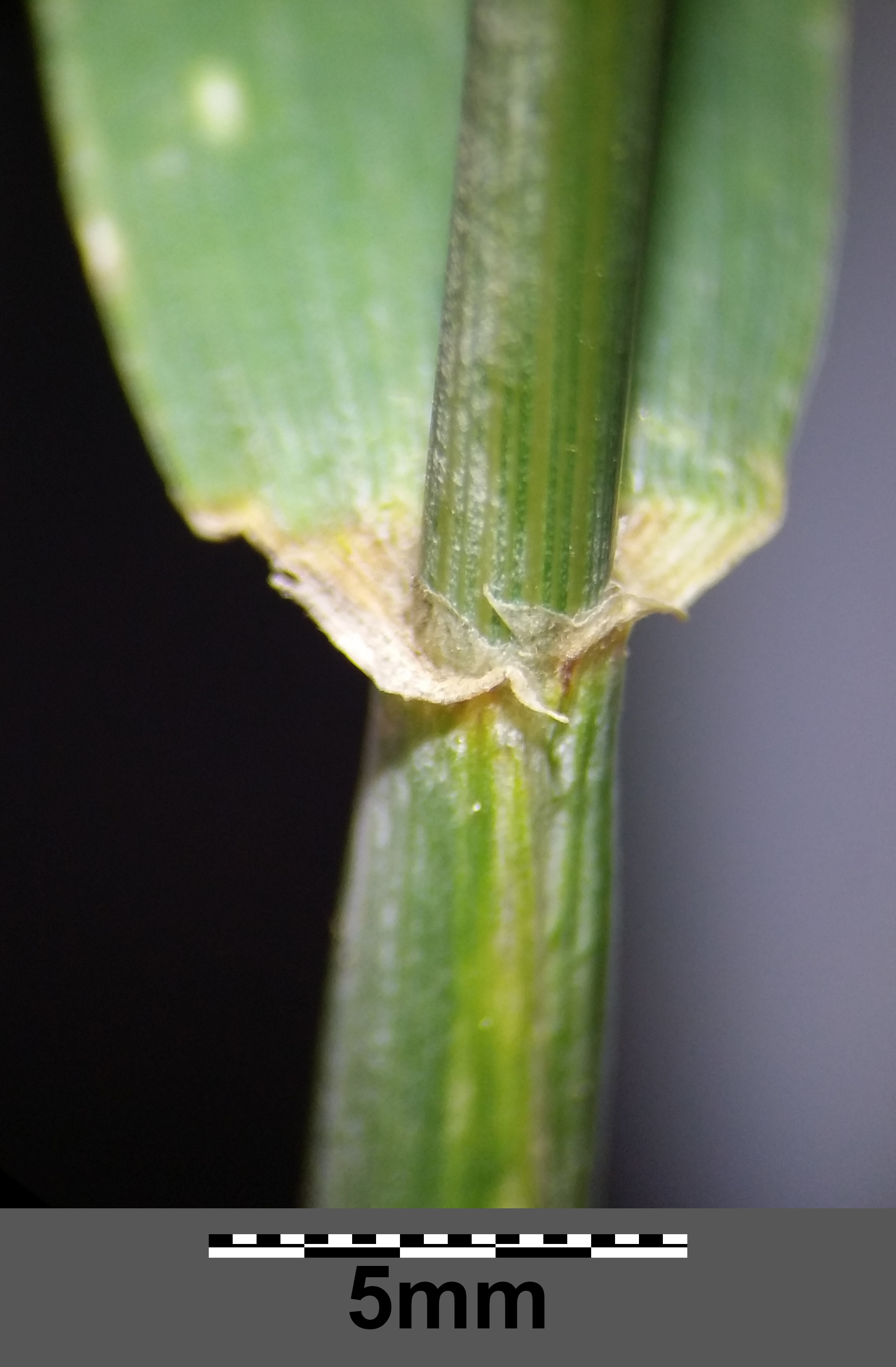 Cereal Rye stem identification view