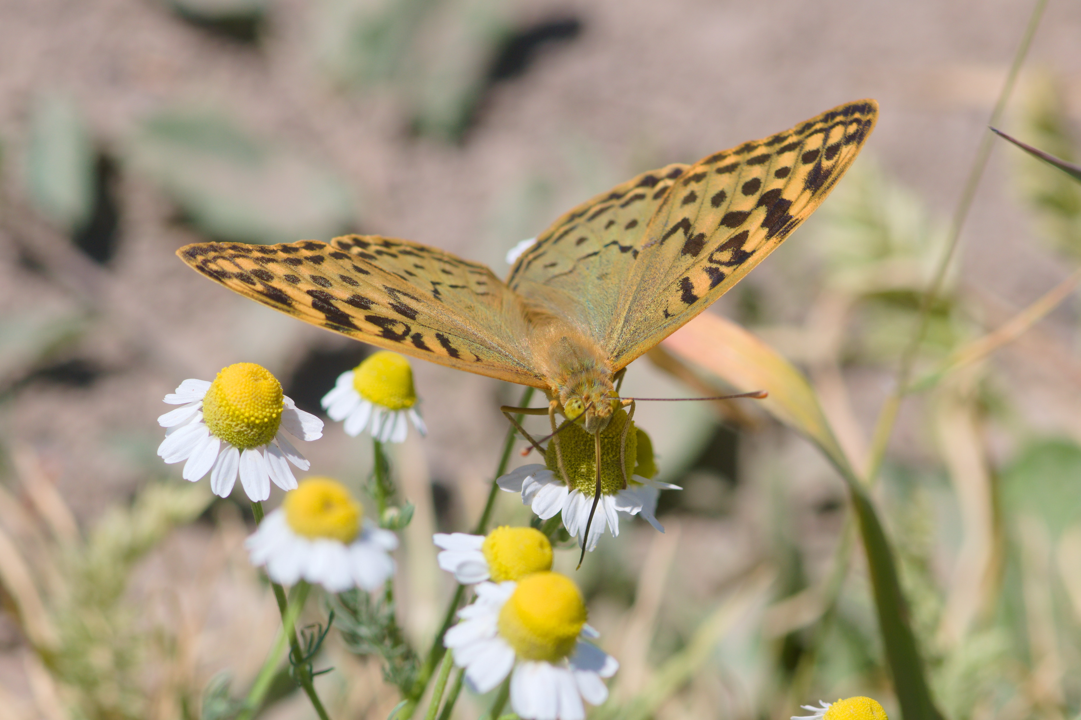 Chamomile flower identification view