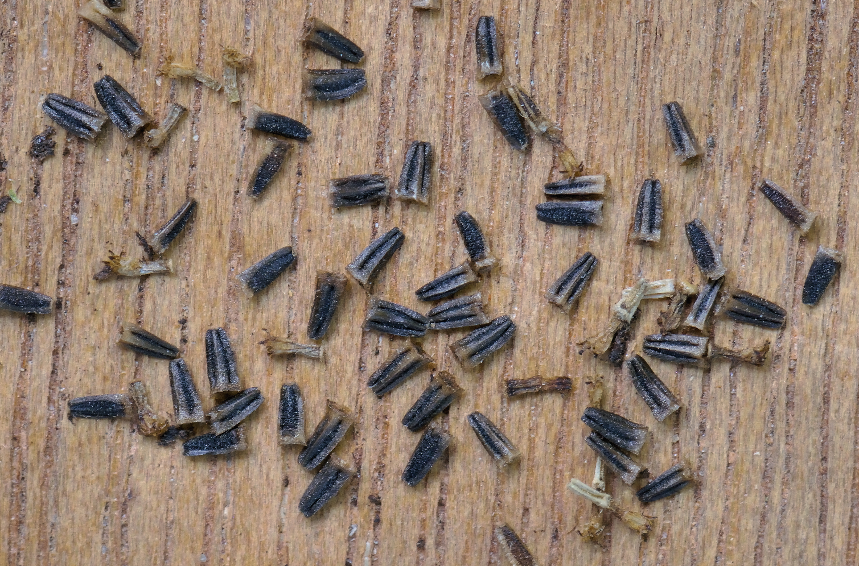 Chamomile fruit identification view