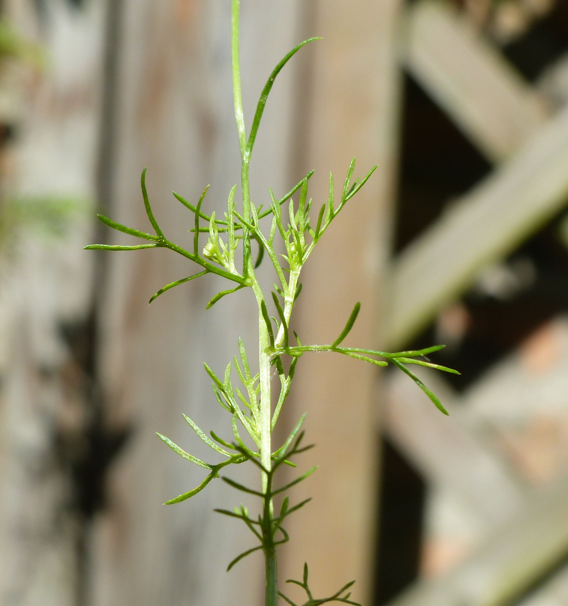 Chamomile leaf identification view