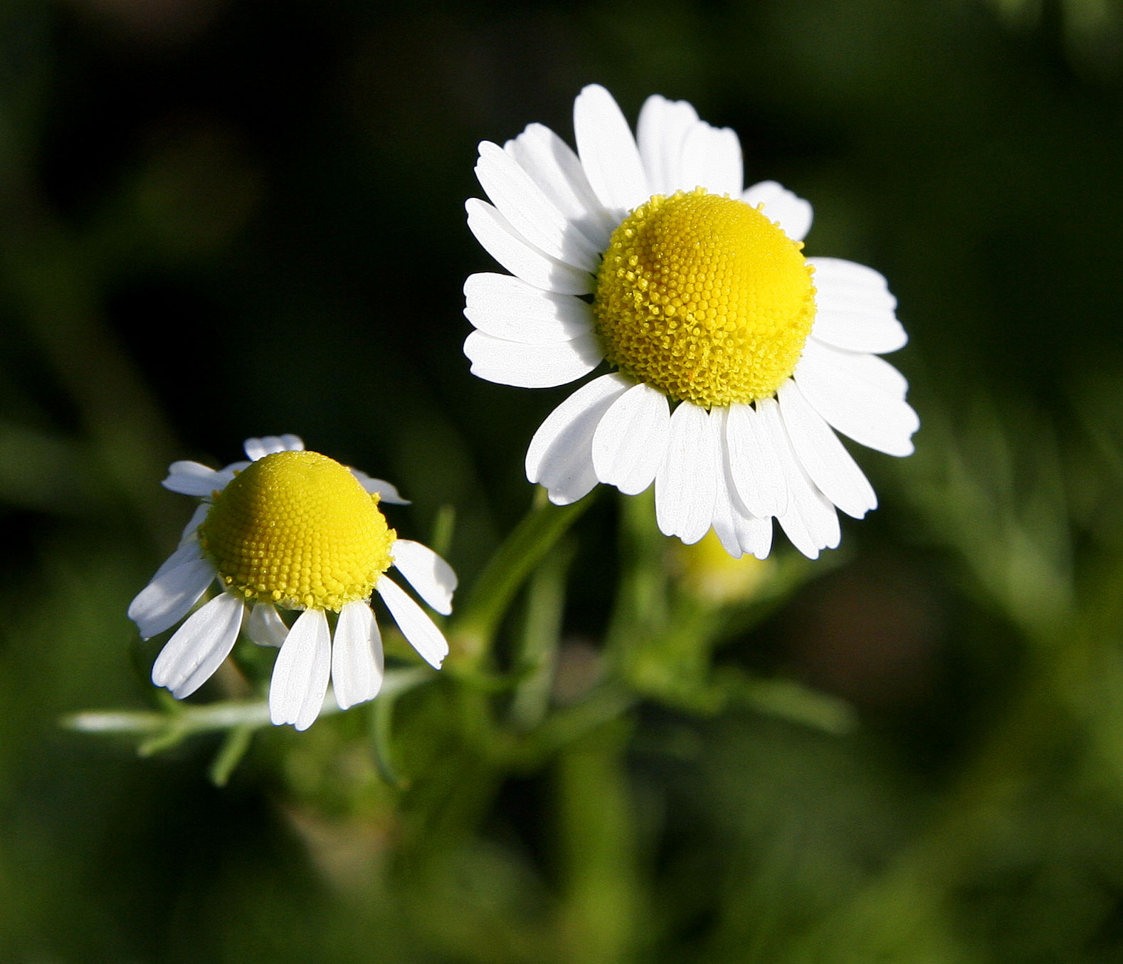Chamomile plant identification view