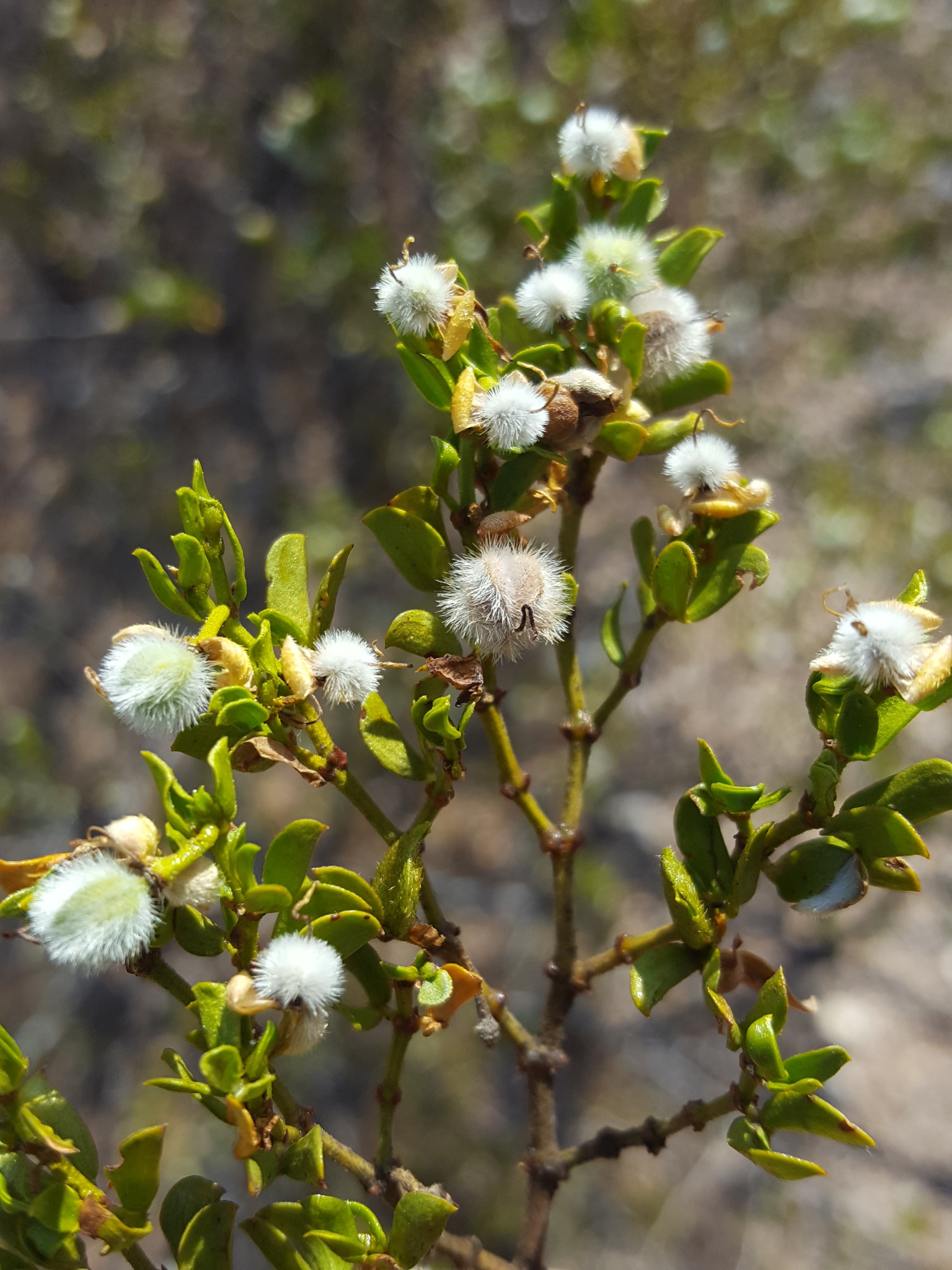 Chaparral fruit identification view