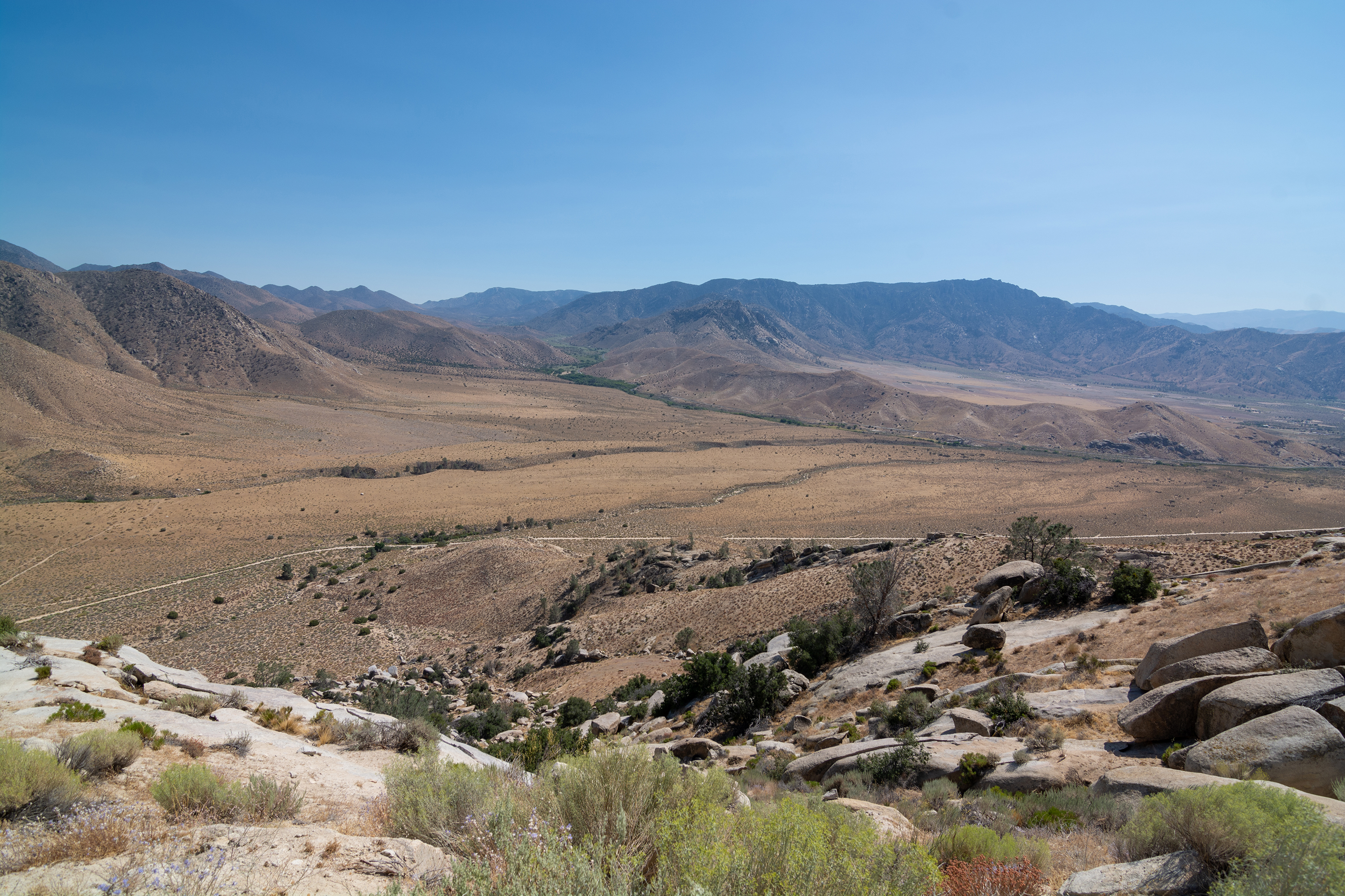 Chaparral leaf identification view