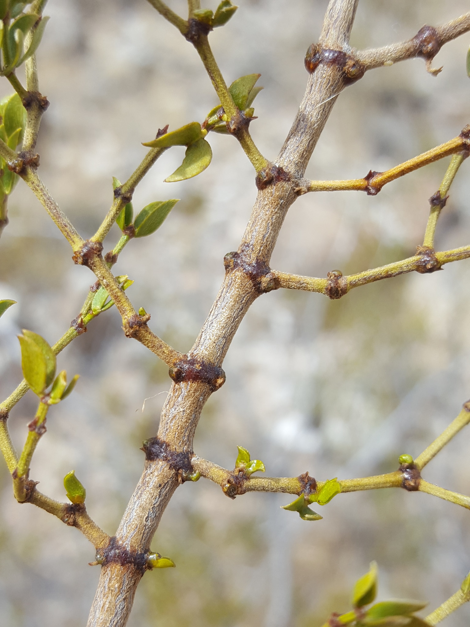 Chaparral stem identification view
