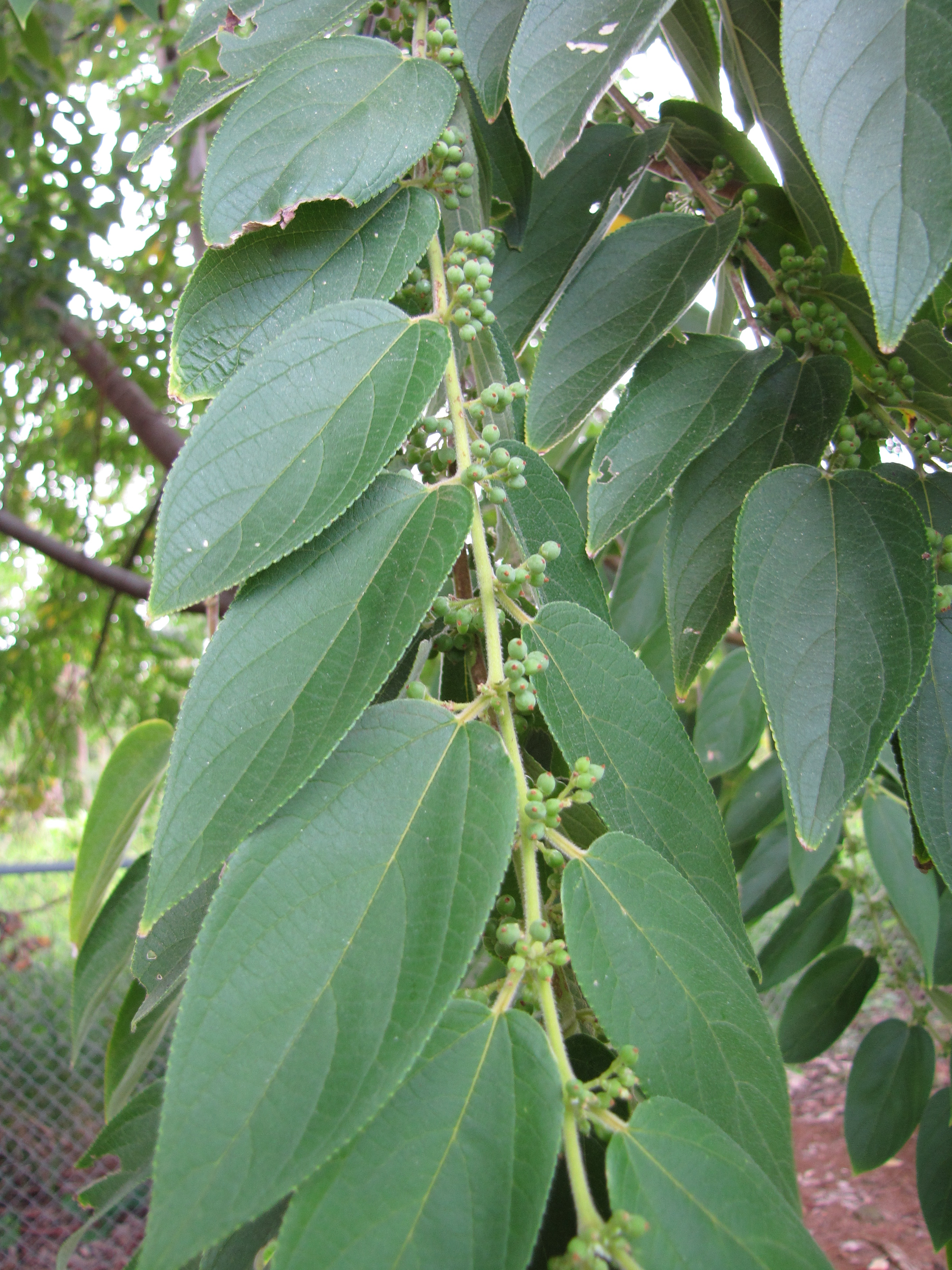 Charcoal-tree flower identification view