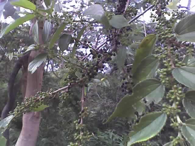 Charcoal-tree fruit identification view