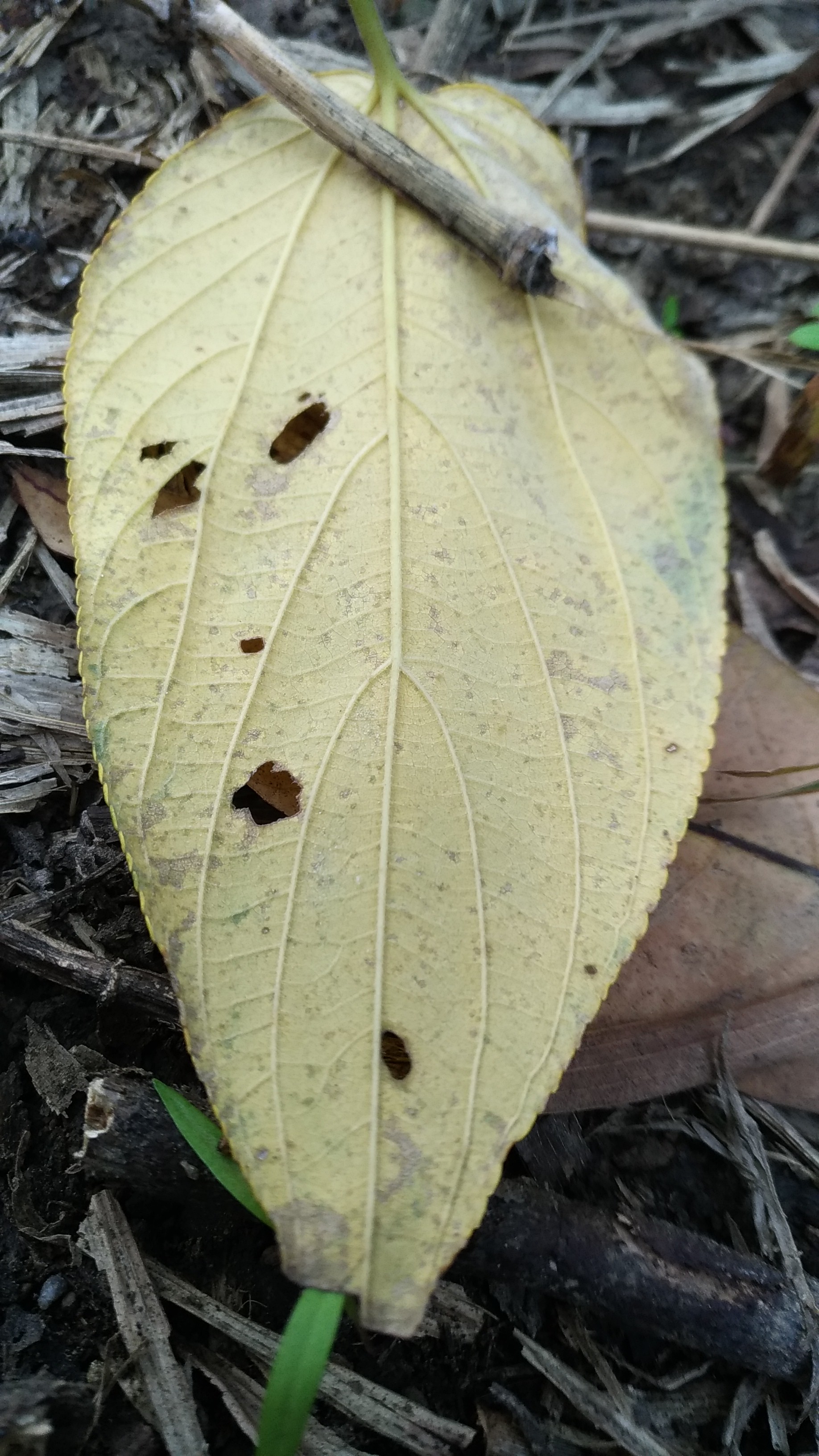 Charcoal-tree leaf identification view