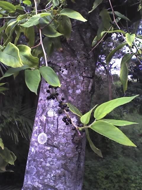 Charcoal-tree stem identification view